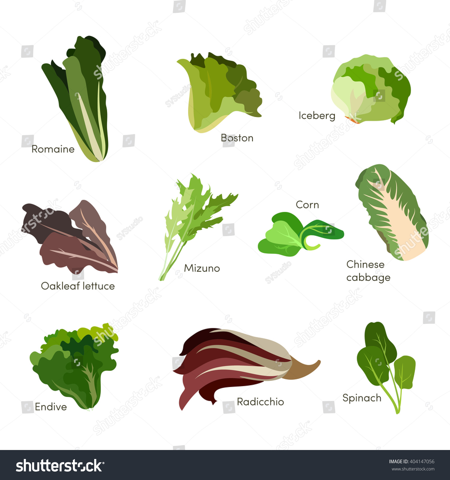 Set Of Salad Greens. Leafy Vegetables Salad Icons. Vector Eps10 ...