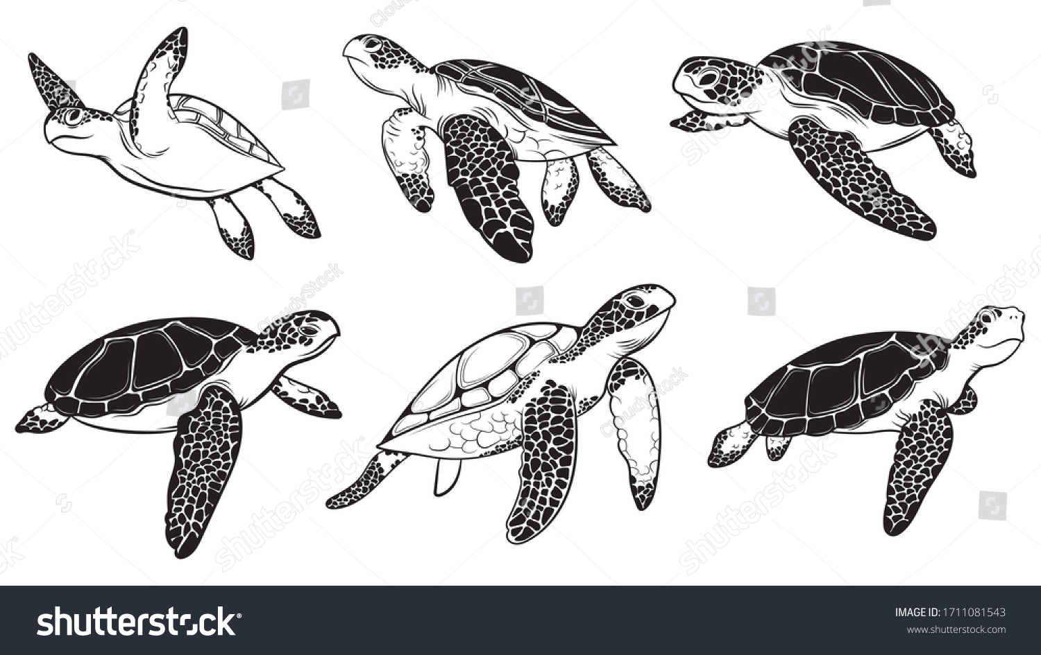 Terrapin Stock Vectors, Images & Vector Art | Shutterstock