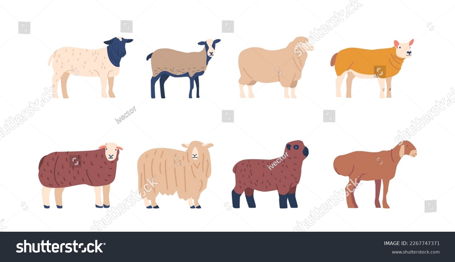 SVG of Set of Sheep Breed with Different Wool and Fur Colors, Domestic Farm Animals Bred for Wool And Meat, Husbandry, Agriculture, Farming, Or Animal Livestock. Cartoon Vector Illustration svg