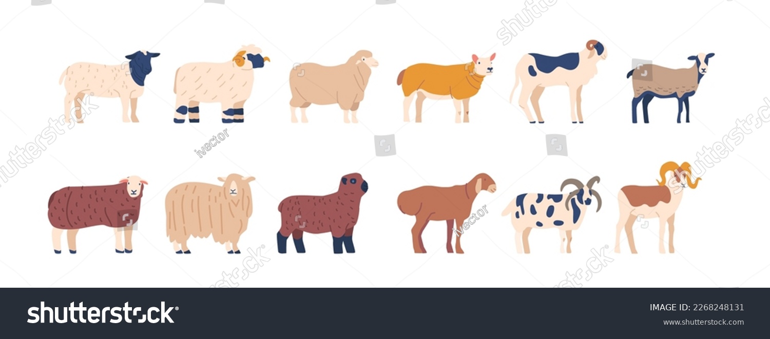 SVG of Set of Sheep Different Breed, Scottish Blackface, Merino, Dorper Sheep, Kerry Hill, Jacob Domestic Farm Animals for Wool And Meat, Husbandry, Or Rural Life. Cartoon Vector Illustration svg