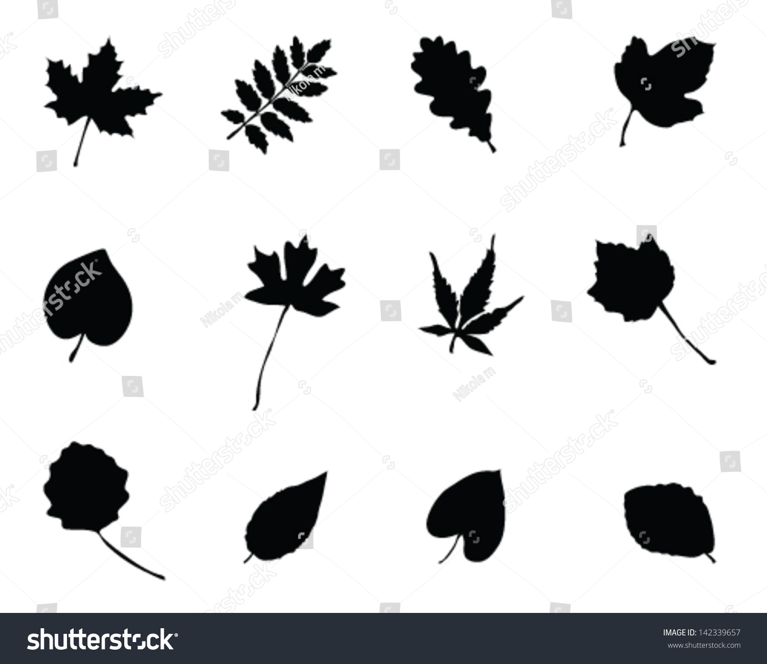 Set Of Silhouettes Of Foliage 2-Vector - 142339657 : Shutterstock