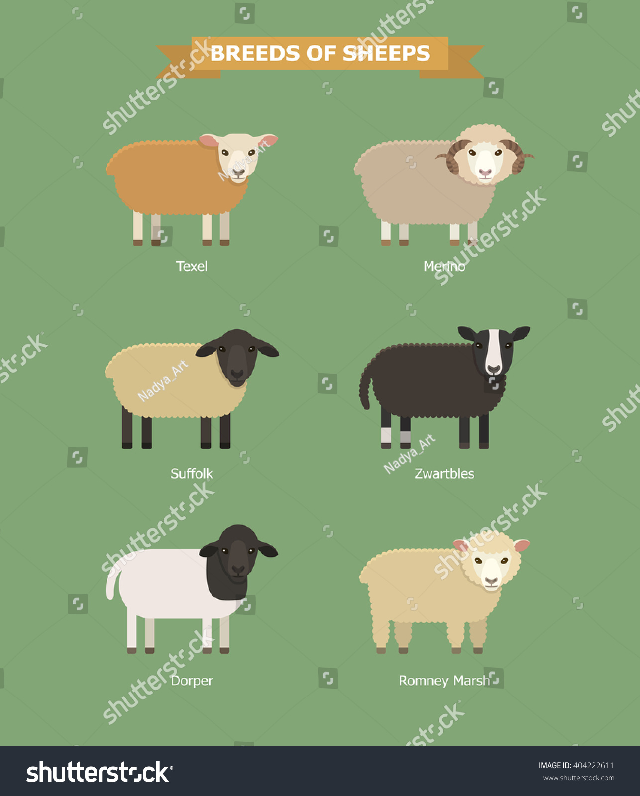 SVG of Set of six breeds dairy, wool and meet sheeps. Sheep breeding. Vector illustration of cartoon sheeps. Farm animals. Different color sheeps: red, white, black and white, black. Vector sheeps. svg
