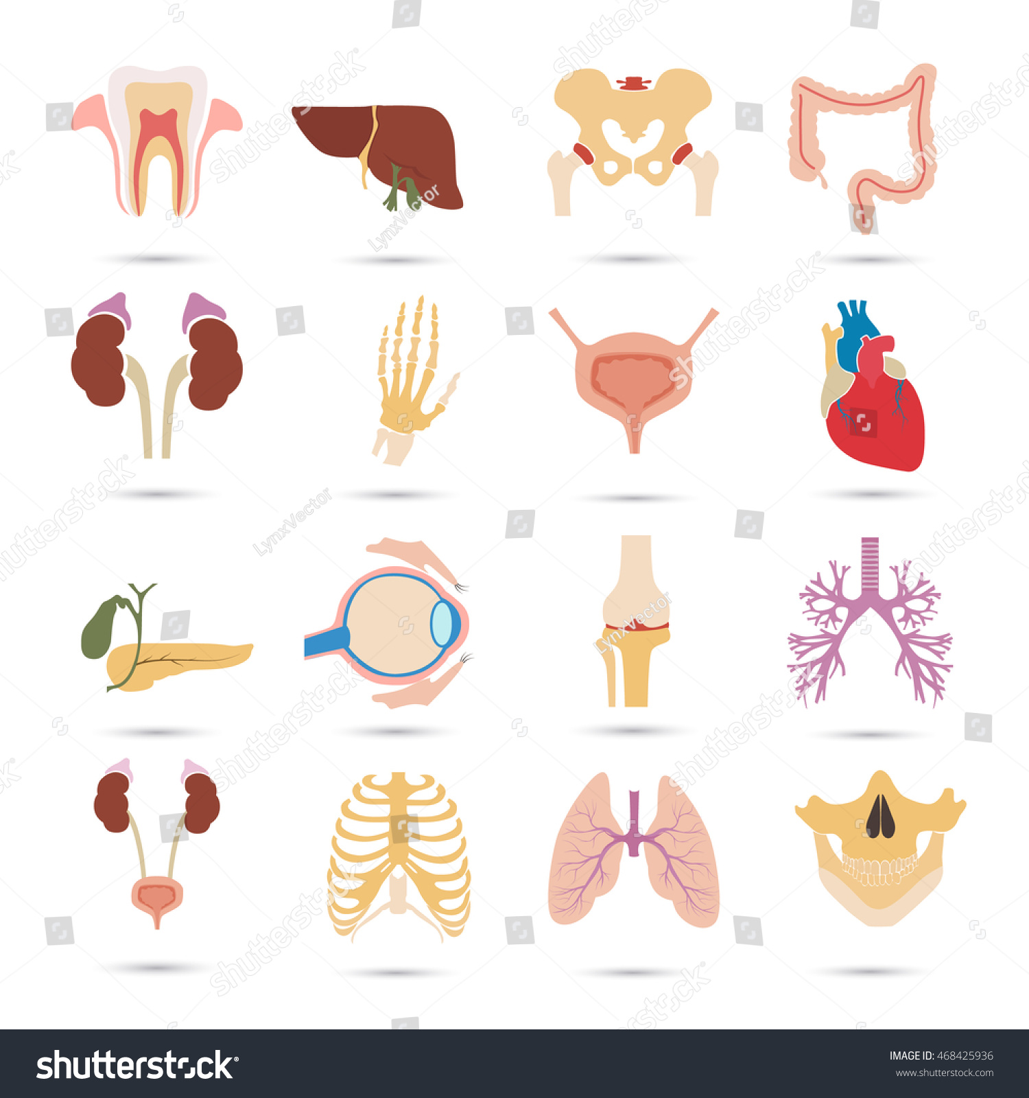 Set Of Sixteen Human Organs And Anatomic Parts Color Flat Icons Stock ...