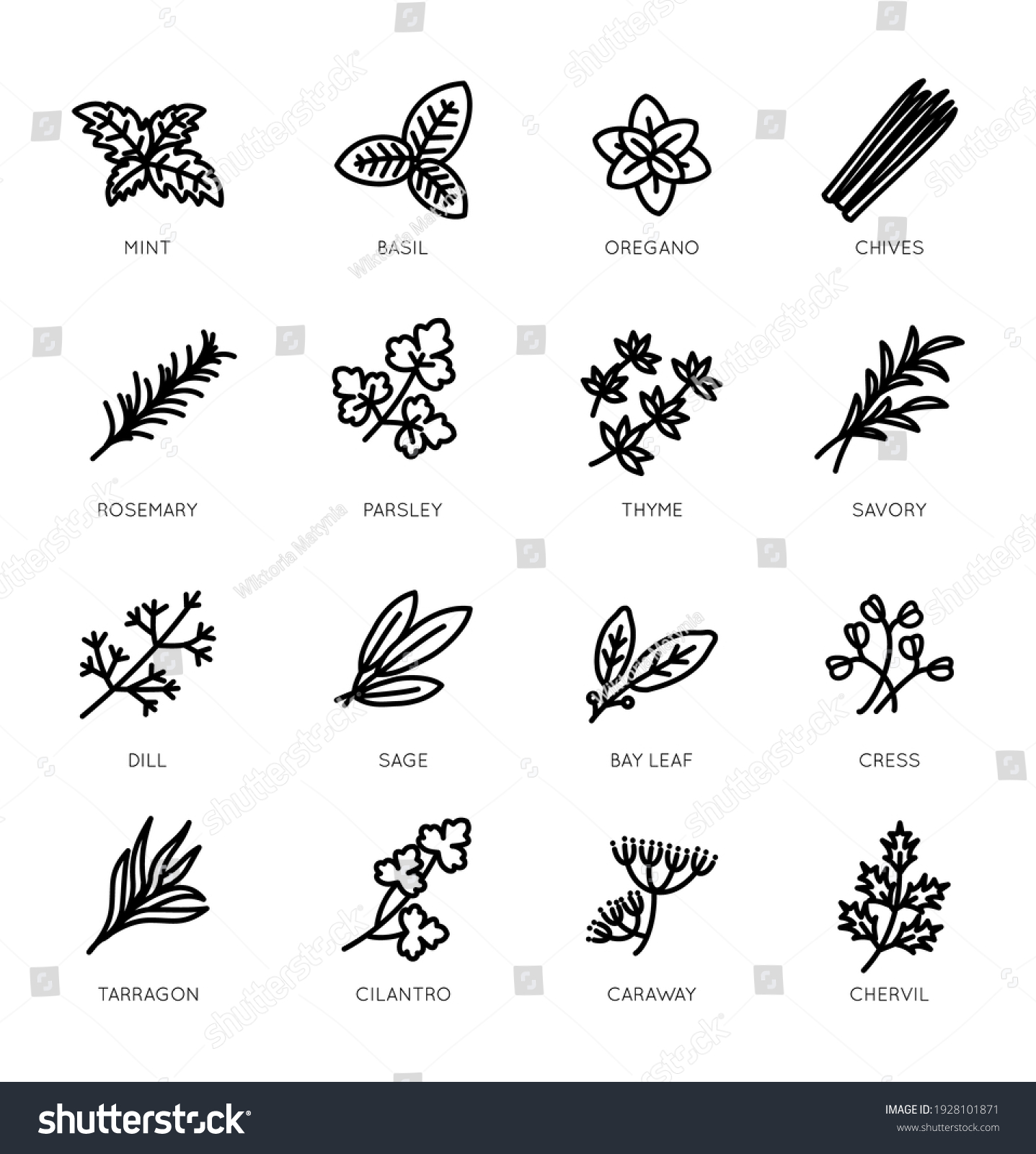 SVG of Set of thin line style herbs vector icons  svg