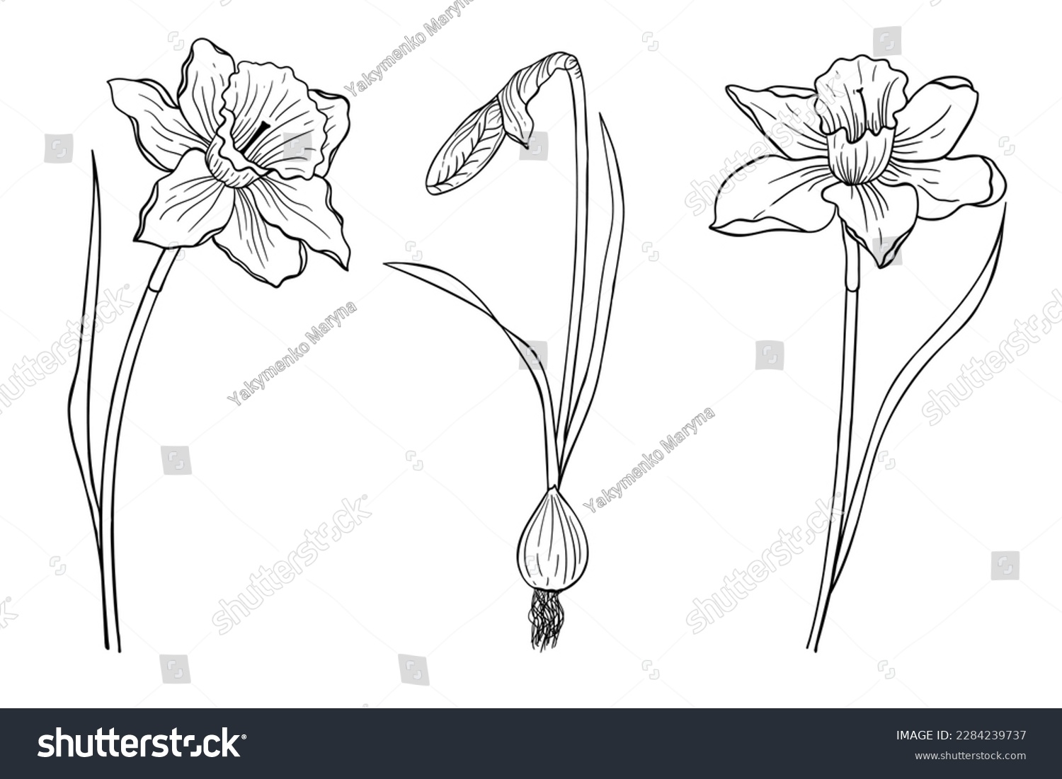 SVG of Set of three daffodils painted with a line. Flowers for coloring. Design element. svg