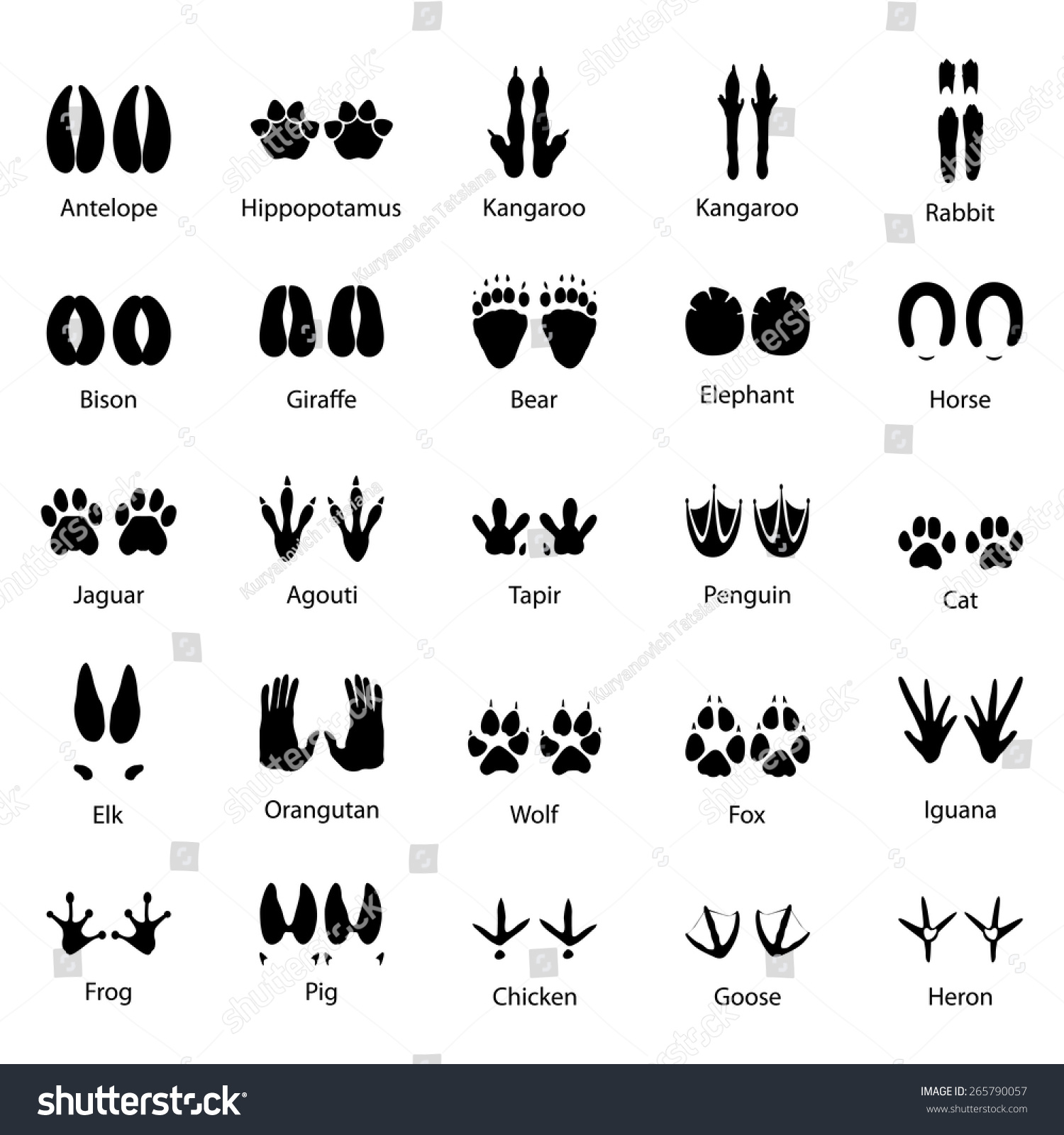 SVG of Set of traces of animals and birds, vector illustration svg