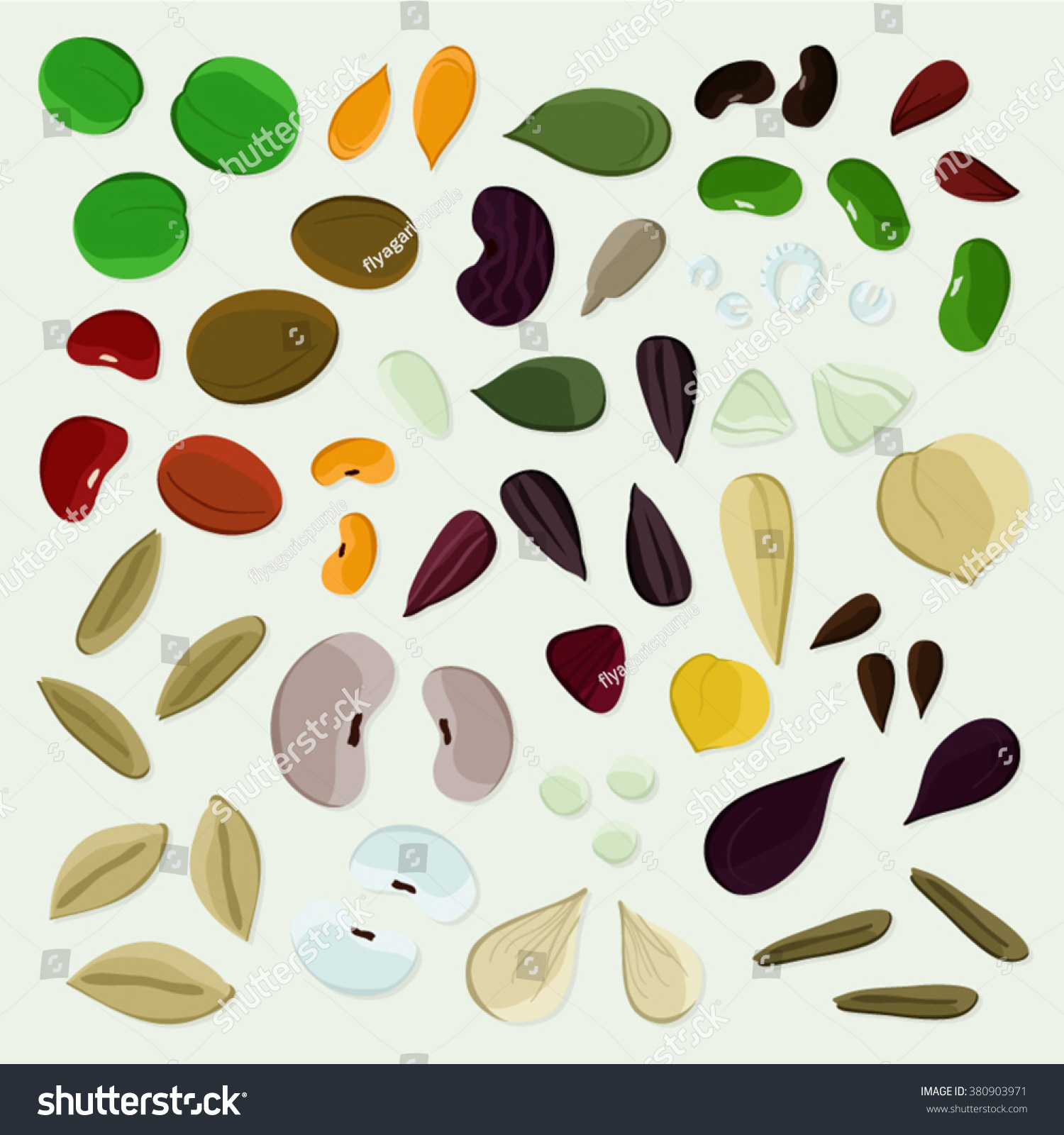 Set Various Seeds Vector Illustration Stock Vector Royalty Free Shutterstock