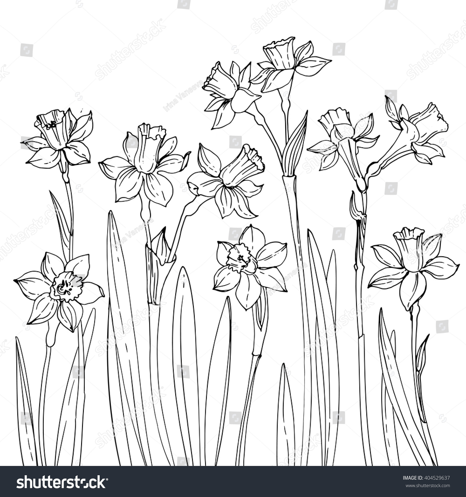 Set Vector Drawings Flowers Daffodils Line Stock Vector 404529637 ...