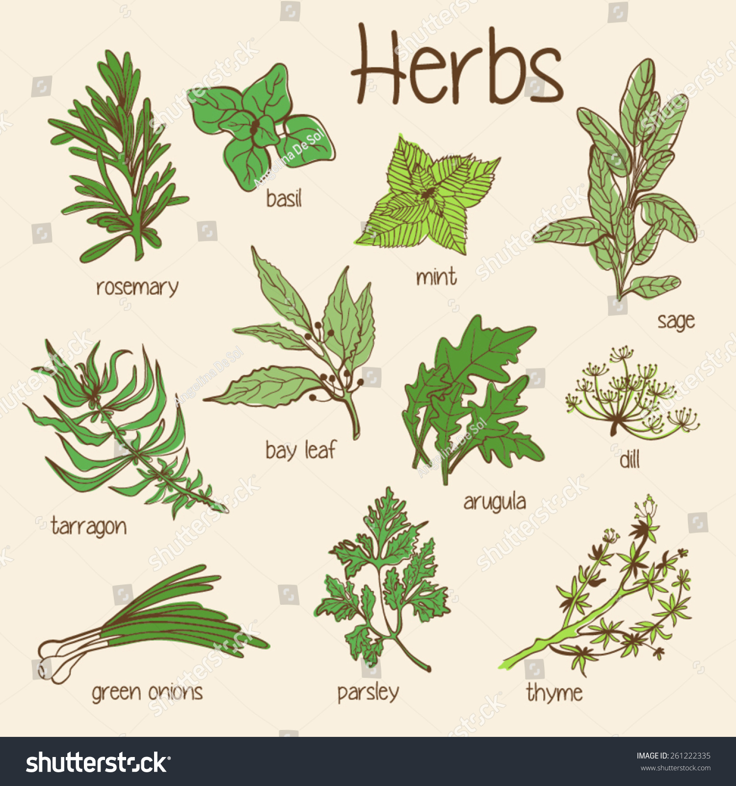 Set Of Vector Hand-Drawn Fresh Herbs - 261222335 : Shutterstock