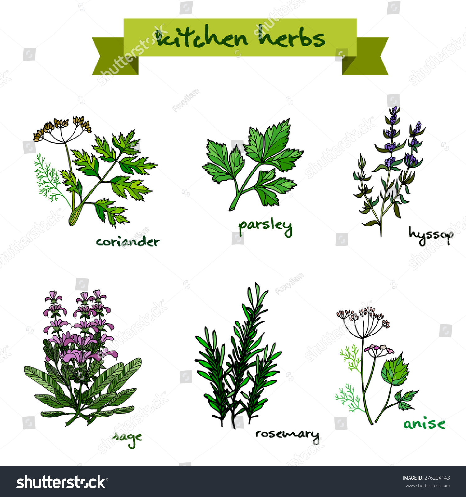 Set Vector Handdrawn Fresh Kitchen Herbs Stock Vector 276204143