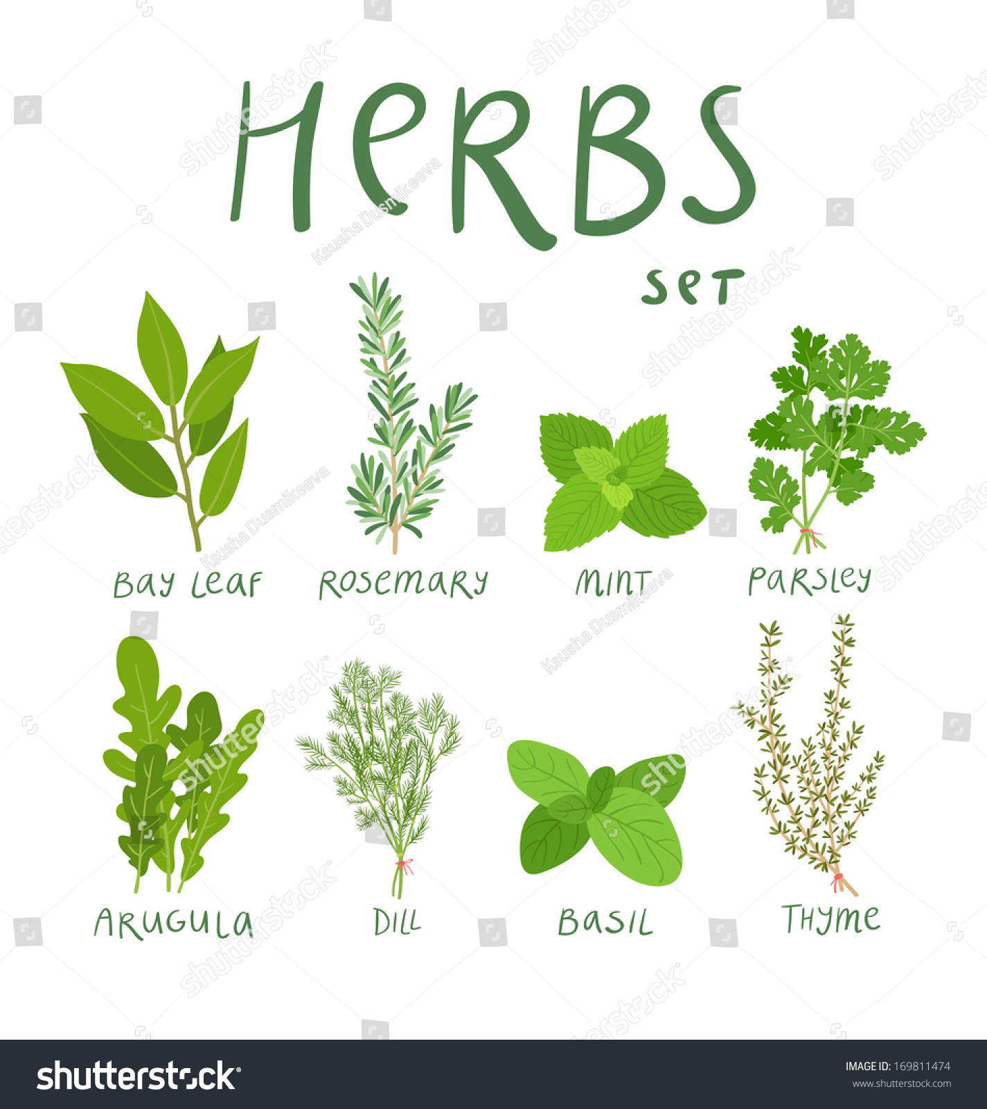 SVG of Set of 8 vector herbs svg