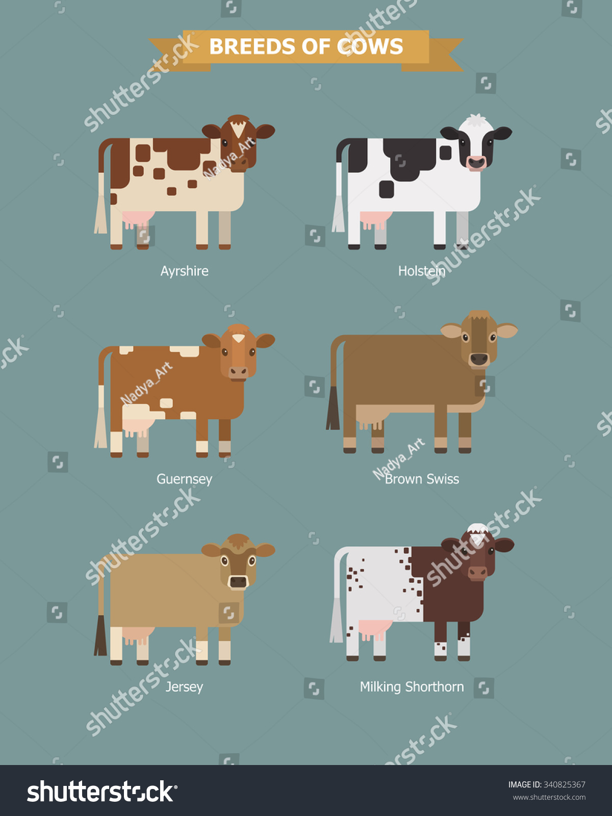 Set Vector Images Six Breeds Dairy Stock Vector (Royalty Free) 340825367