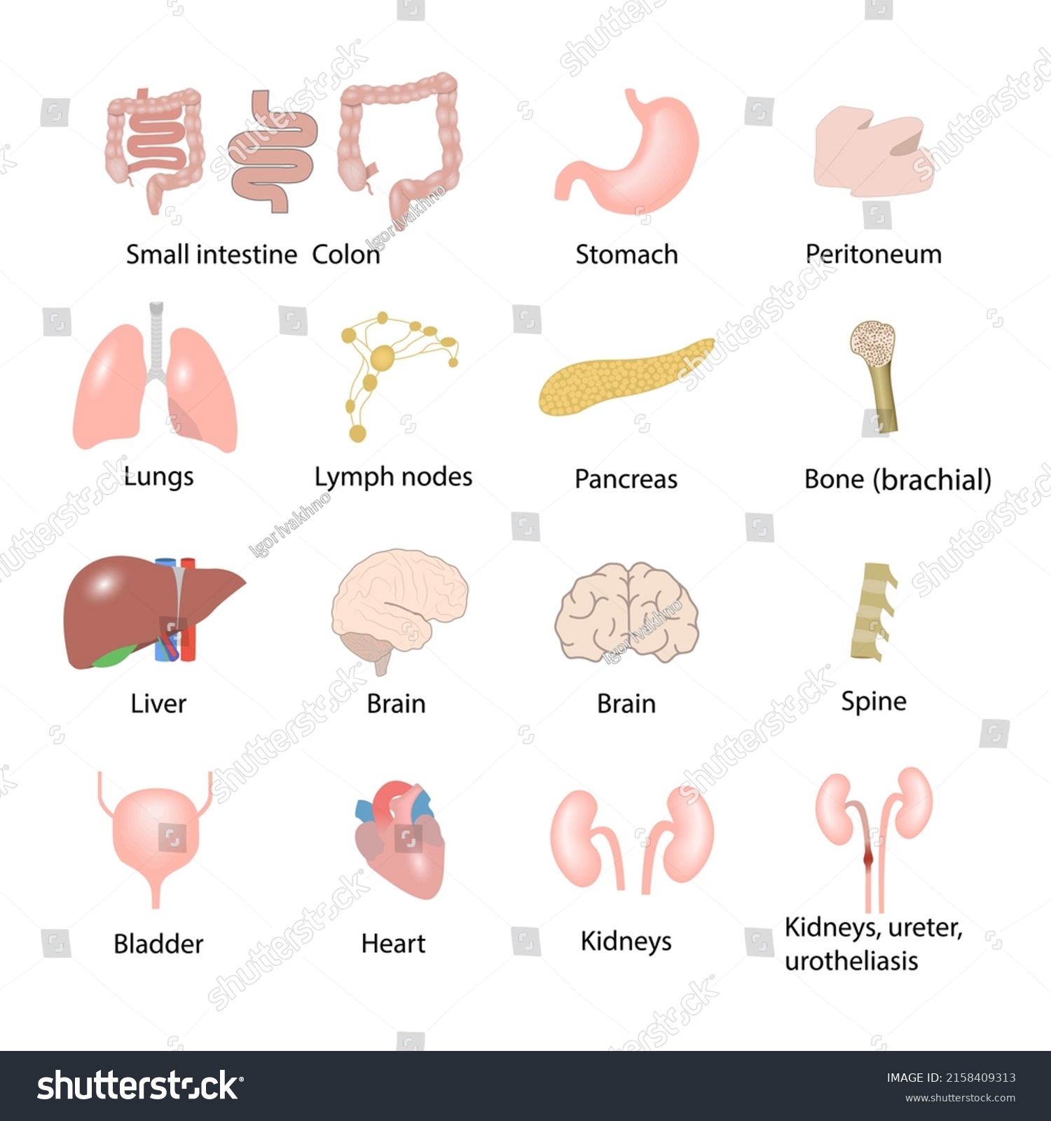 Set Visceral Organs Vector Icons Medical Stock Vector (Royalty Free ...