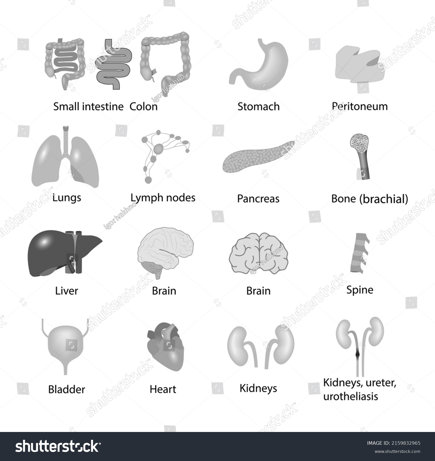 Set Visceral Organs Vector Icons Medical Stock Vector (Royalty Free ...