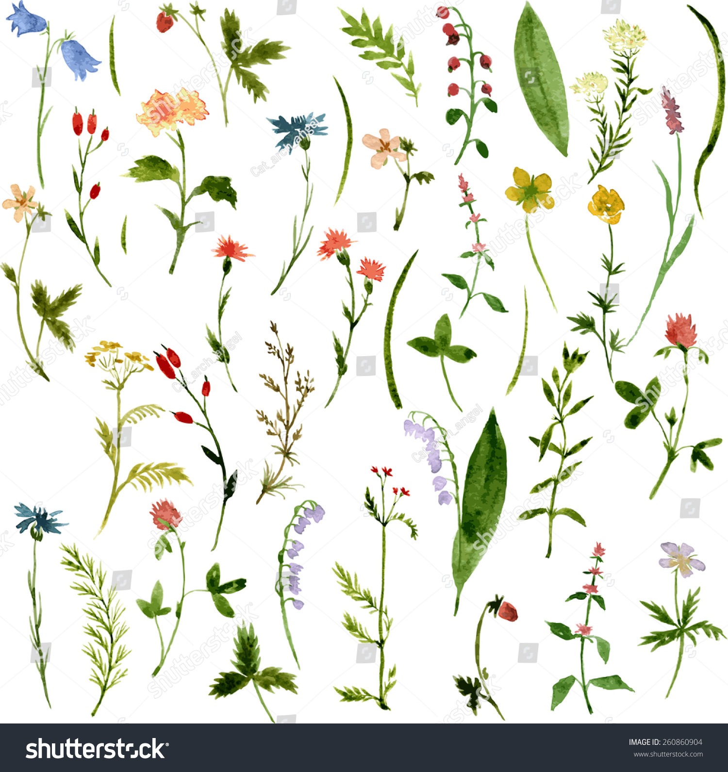 Set Of Watercolor Drawing Herbs And Flowers, Vector Illustration ...