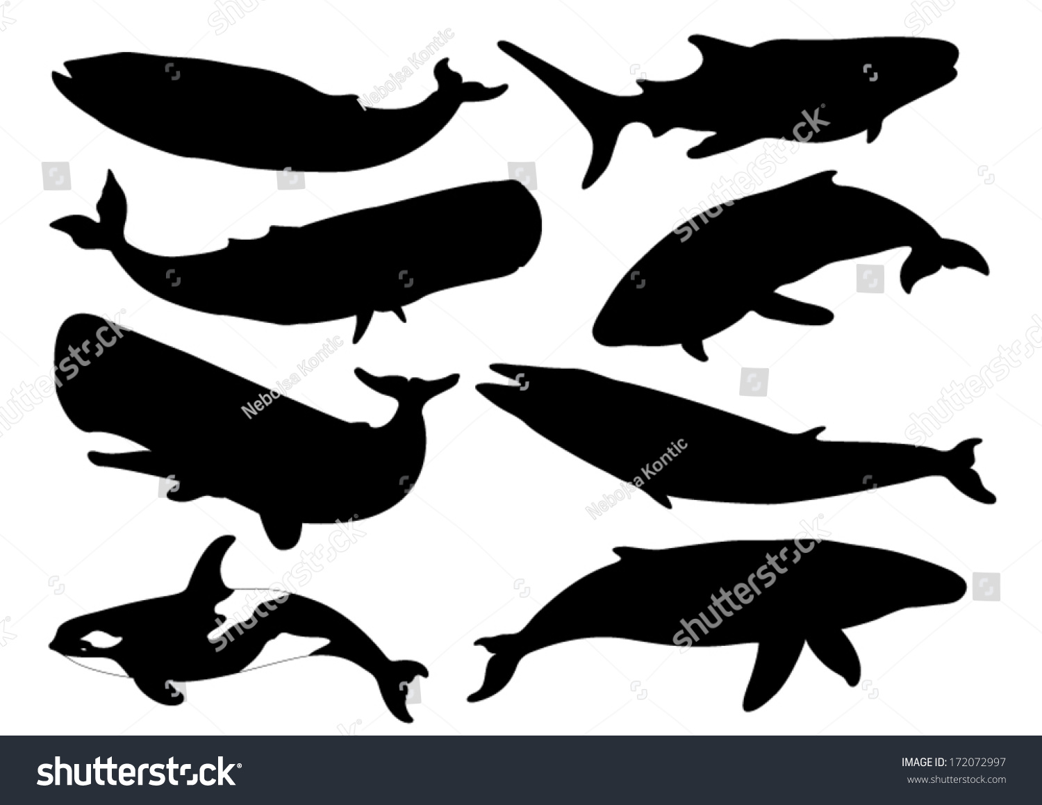 Set Whale Silhouettes Vector Stock Vector 172072997 - Shutterstock