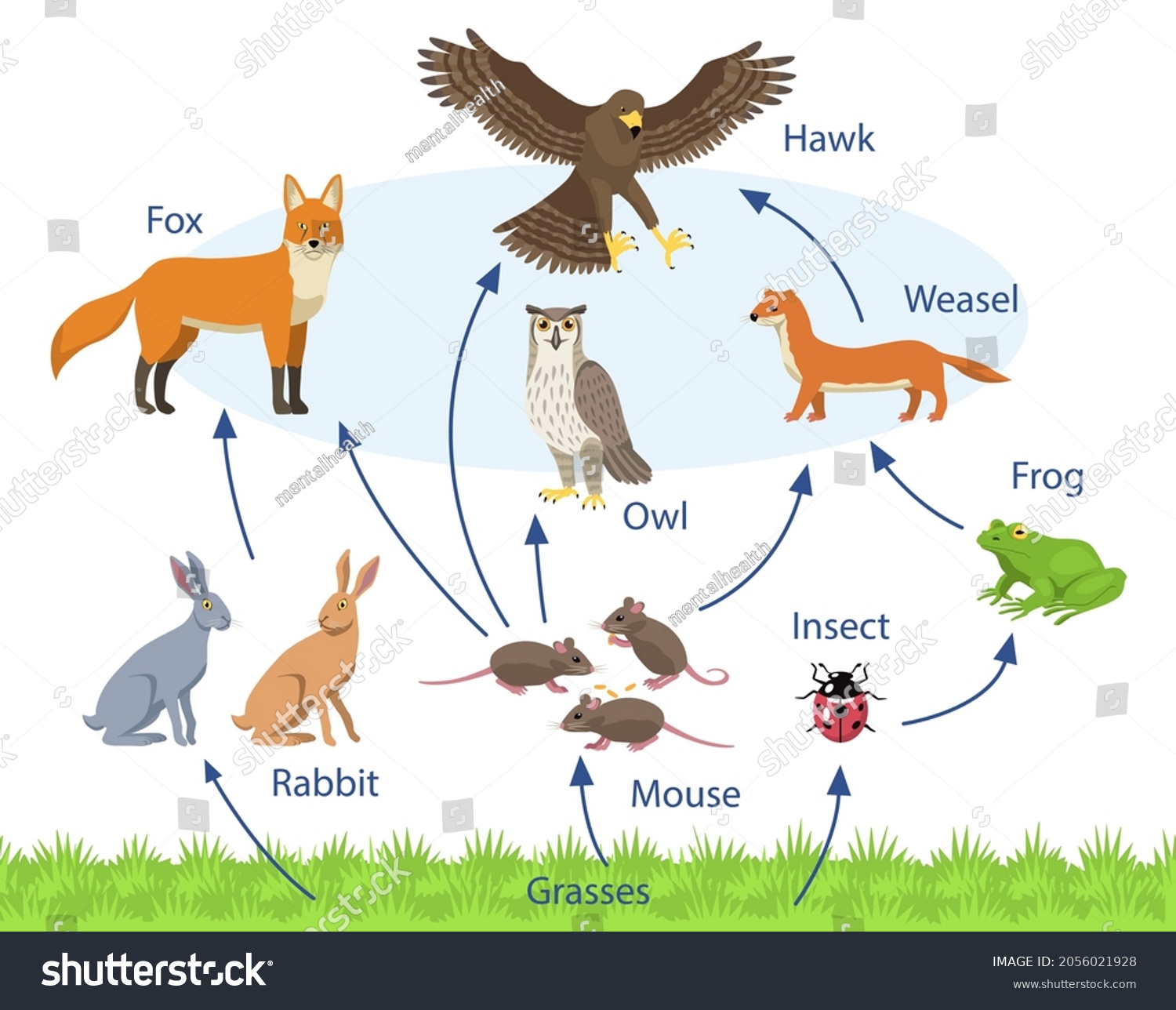 Set Different Animals Biological Food Chain Stock Vector (Royalty Free ...