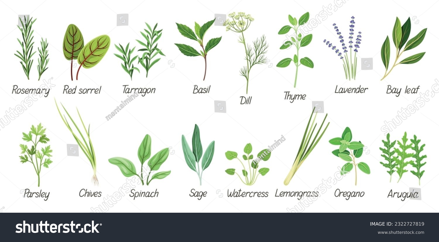 SVG of Set with herbs. Green grass, leaves, oregano, rosemary, basil, dill, lavender, lemongrass and other spices. Plants for medicine or cooking. Cartoon flat vector collection isolated on white background svg