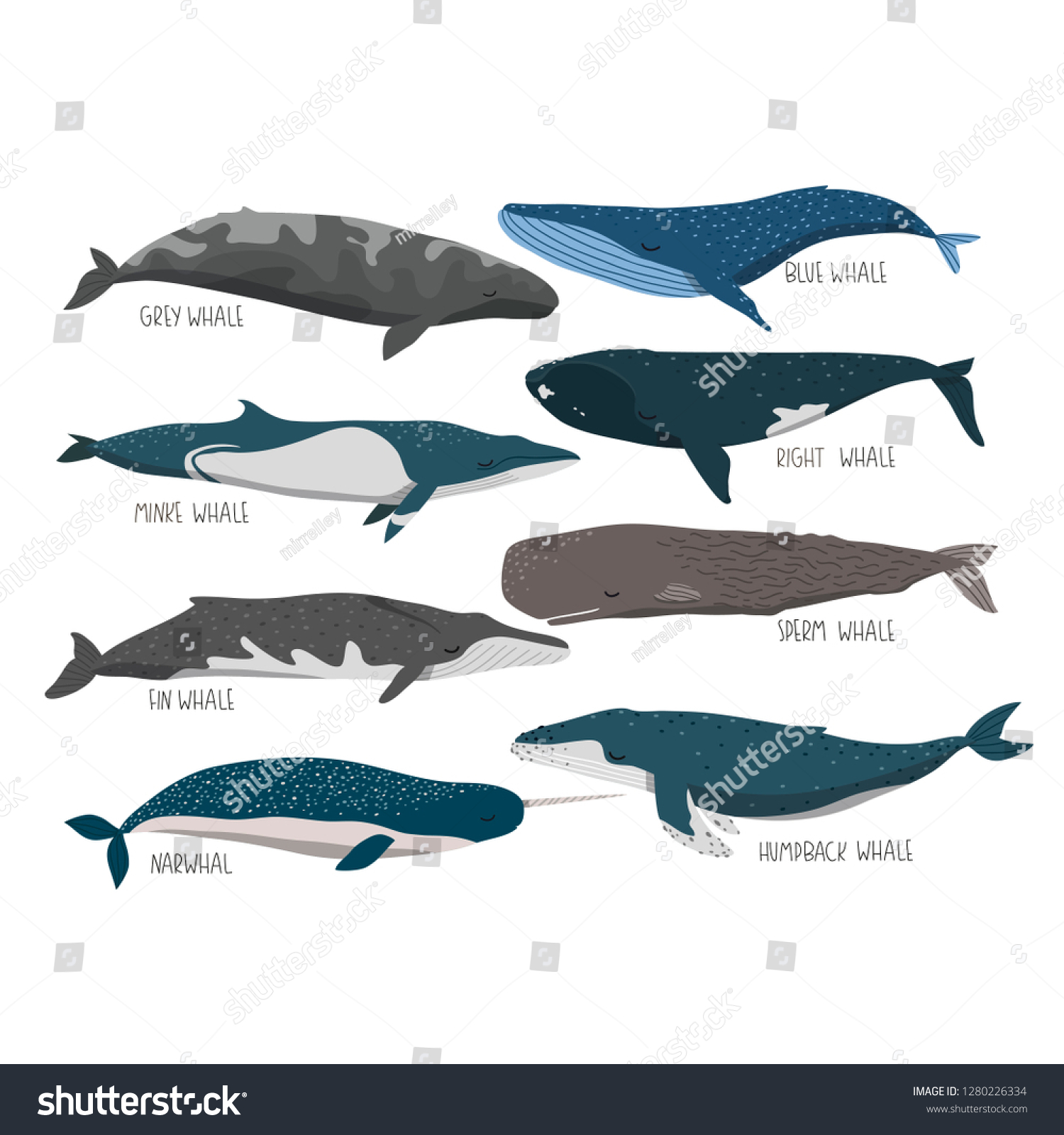 Set Vector Illustrations Different Whales Cartoon Stock Vector (Royalty ...