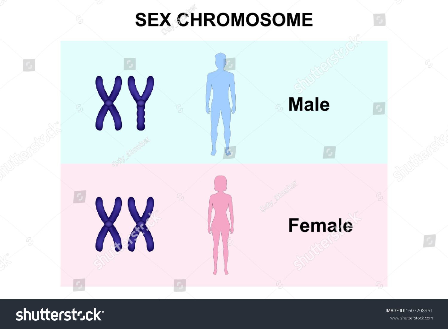 1 492 Male Female Genes Snímků Stock Fotografií A Vektorů Shutterstock 4377