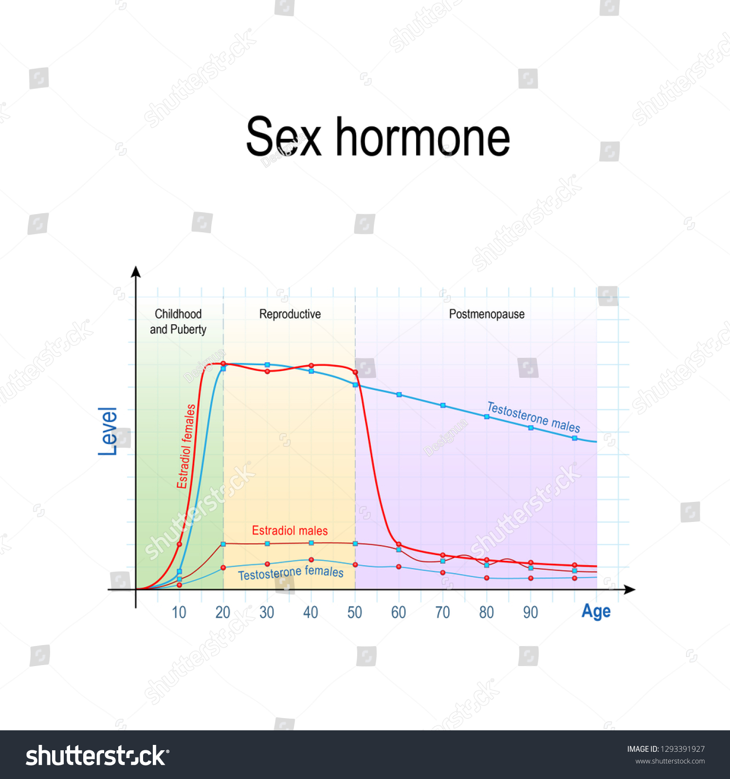 Sex Hormones Ageing Levels Testosterone Males Stock Vector Royalty Free 1293391927 4426