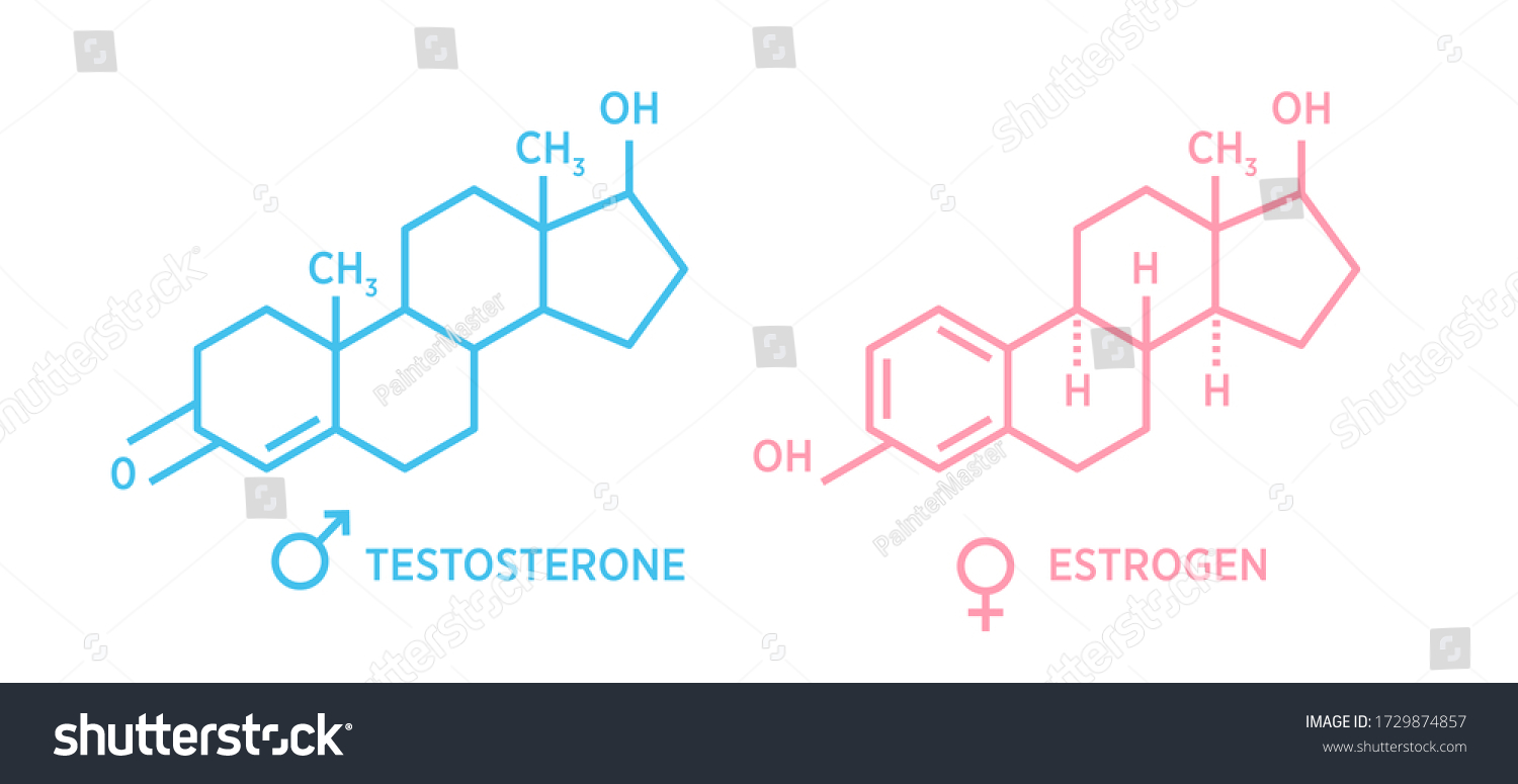 Sex Hormones Molecular Formula Estrogen Testosterone Stock Vector Royalty Free 1729874857 8597