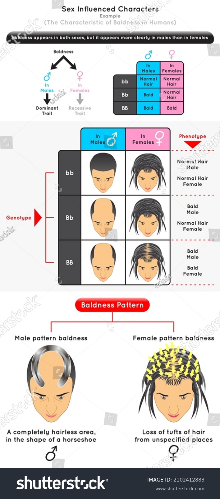 Caracteres Influenciados Por Sexo Diagrama Infográfico Vector De Stock Libre De Regalías