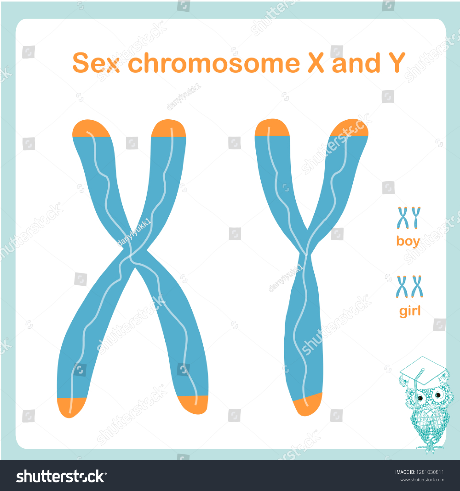 Sex X Y Chromosome Determine Male Stock Vector Royalty Free 1281030811 Shutterstock