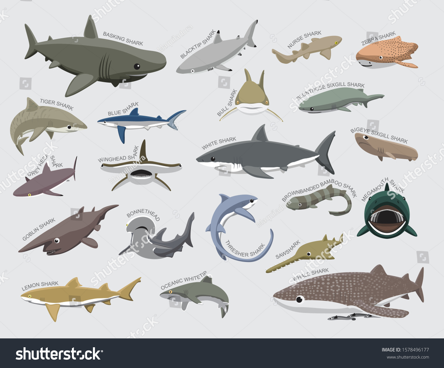 Shark Various Kind Identify Cartoon Vector Stock Vector (Royalty Free ...