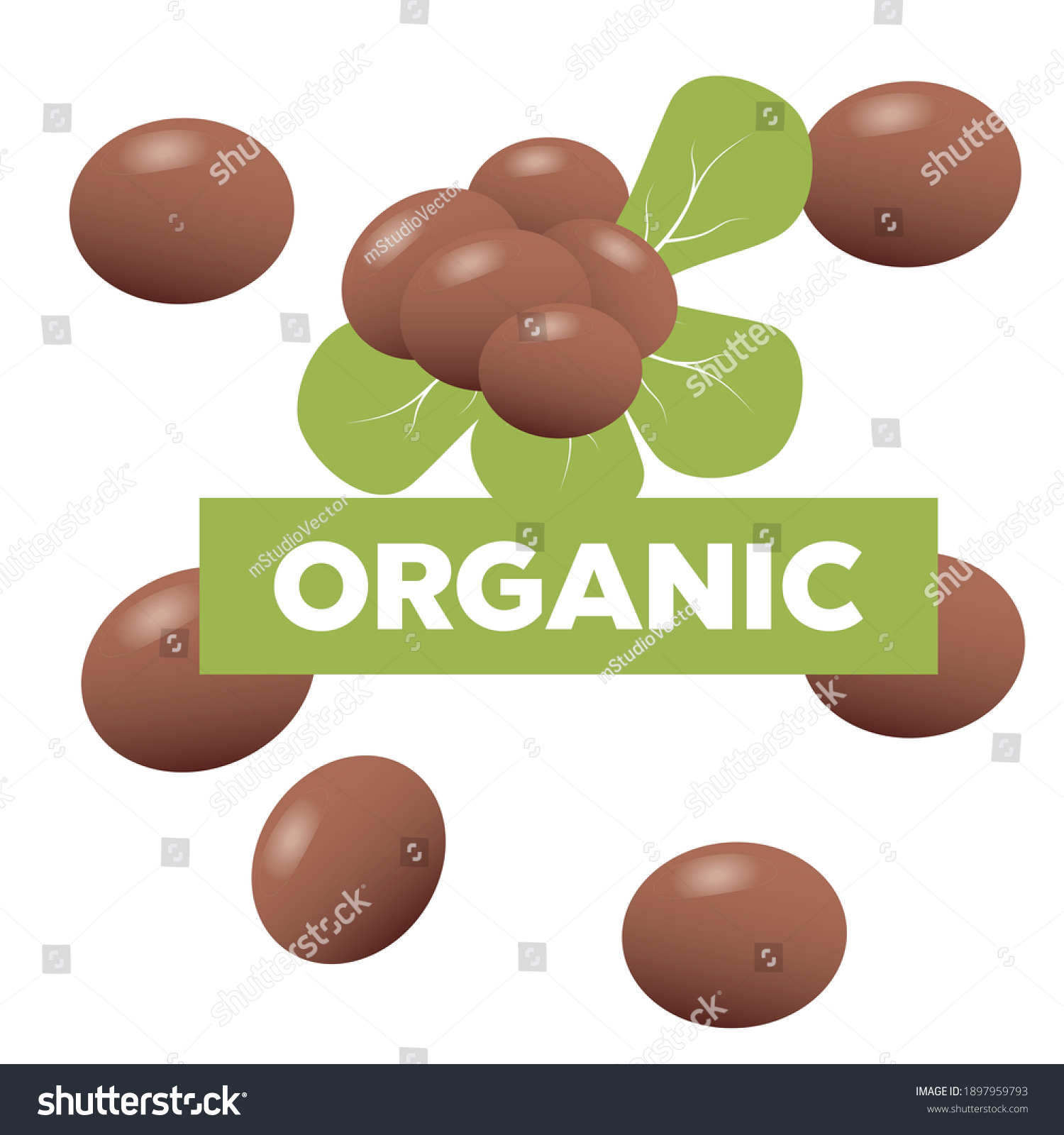 SVG of Shea butter. Brown shea nut and organic nuts shea  svg