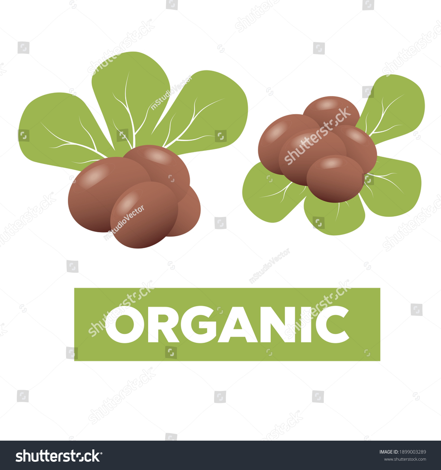SVG of Shea butter. Shea nuts with green leaves  svg