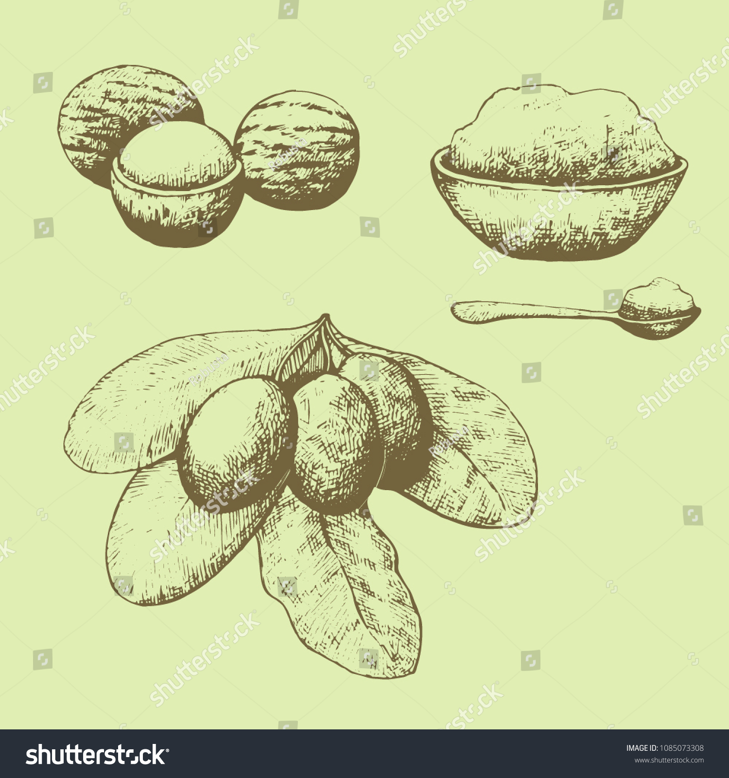SVG of Shea nuts and butter set. Hand drawn illustration svg
