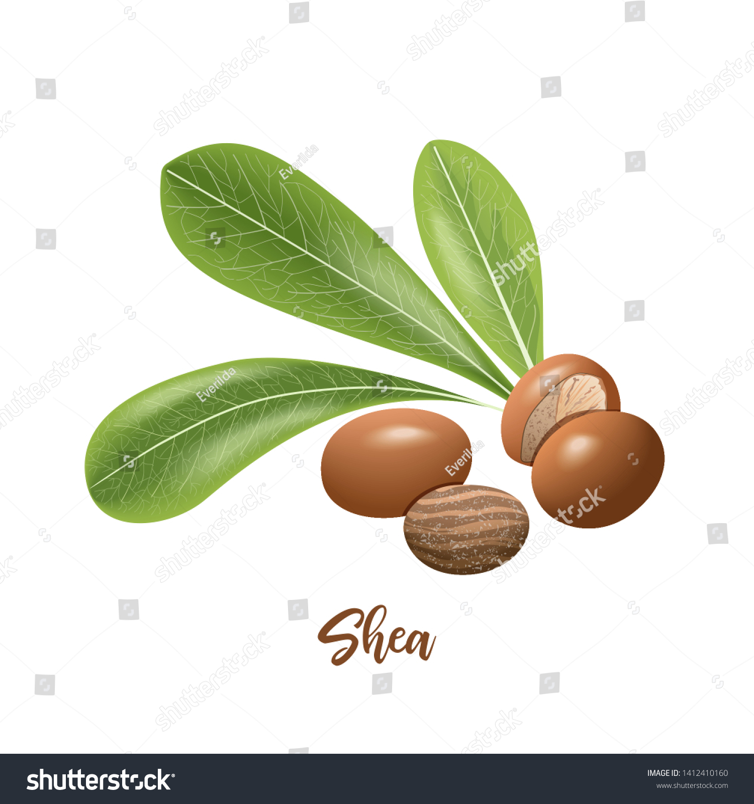 SVG of Shea nuts and leaves. shi tree pods whole and peeled. Vitellaria paradoxa. Card template copy space. Oilplant for cooking, cosmetics, aromatherapy, perfume, food, healthcare, ointments, oil prints svg