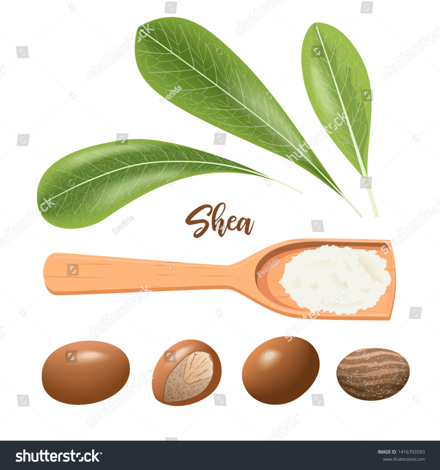 SVG of Shea nuts whole and cracked. Leaves and shea butter on wooden spoon. Shi tree pods, karite. Vitellaria paradoxa. Card template, copy space. for cosmetics, aromatherapy, perfume, healthcare, ointment svg