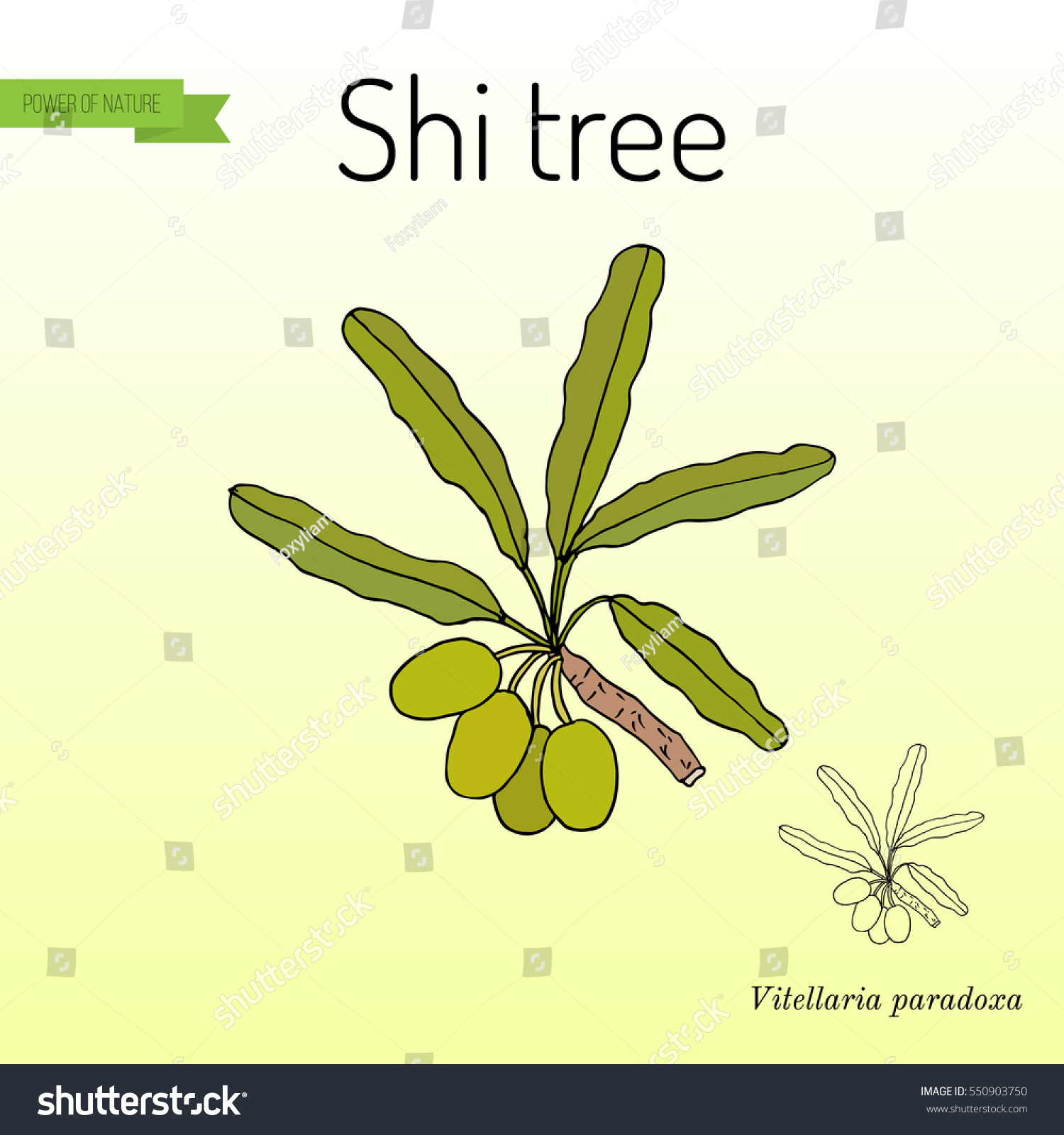 SVG of Shea or shi tree, or vitellaria paradoxa. Hand drawn botanical vector illustration svg