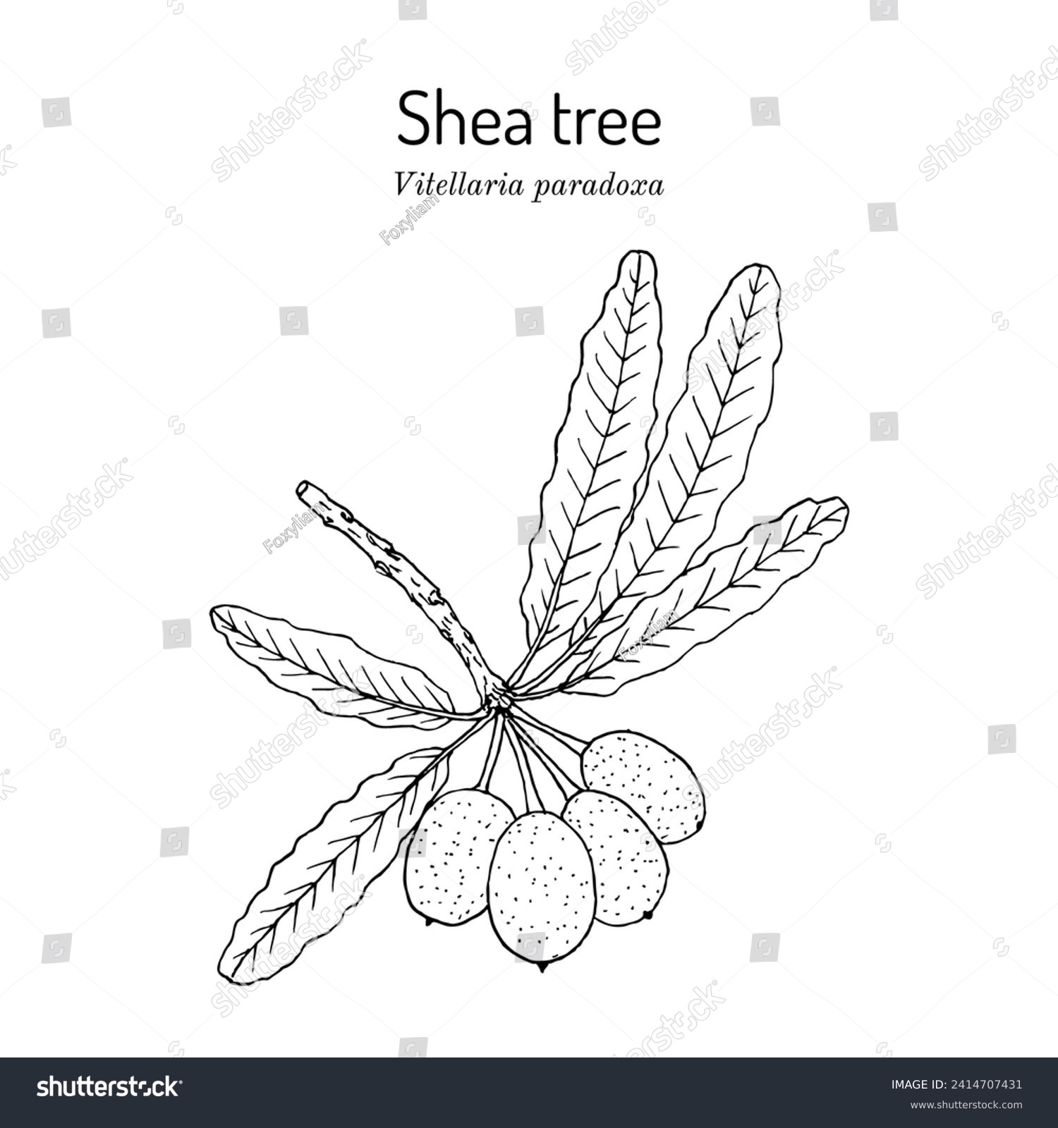 SVG of Shea tree, or vitellaria paradoxa, edible and medicinal plant. Hand drawn botanical vector illustration svg