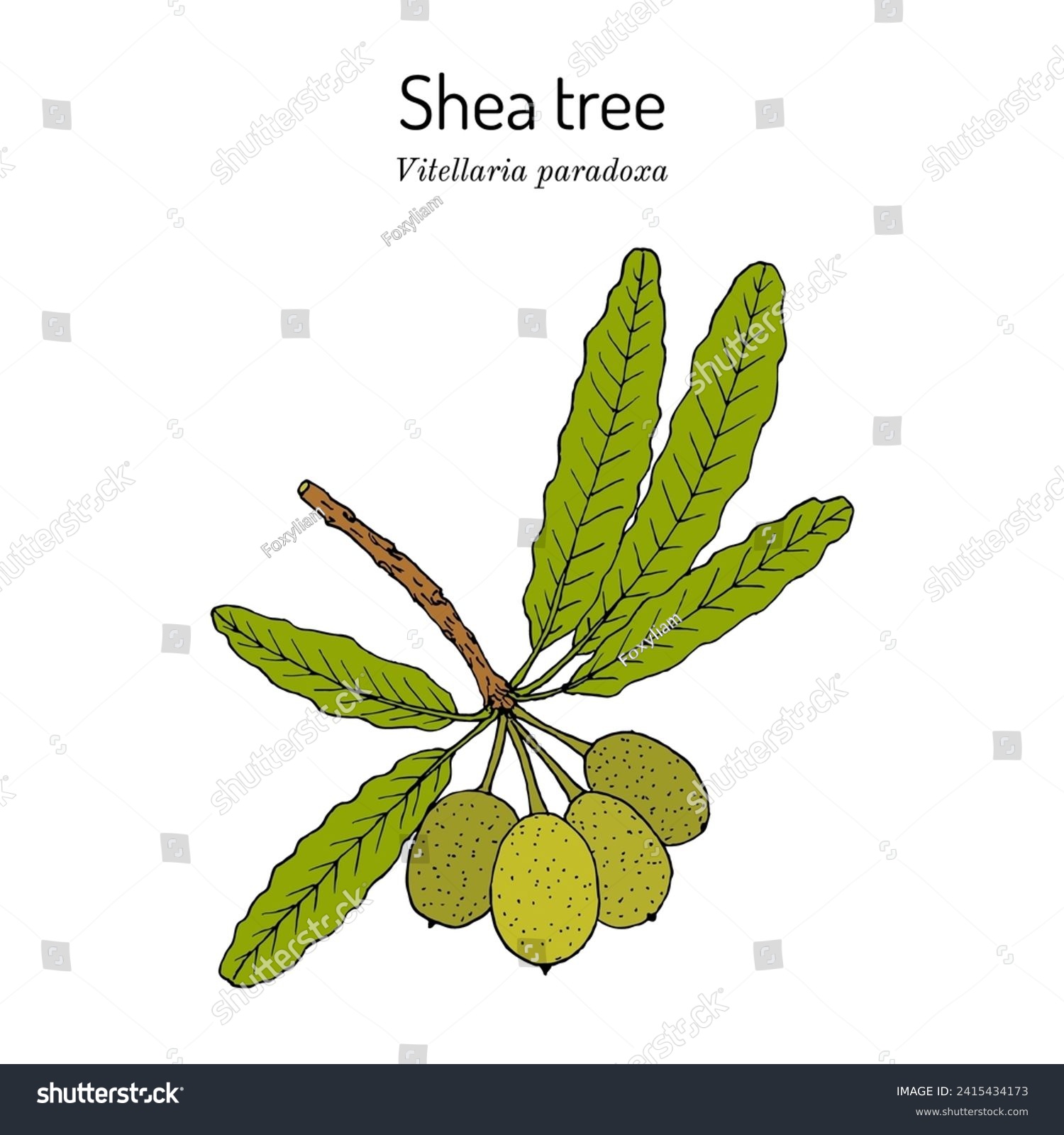 SVG of Shea tree, or vitellaria paradoxa, edible and medicinal plant. Hand drawn botanical vector illustration svg