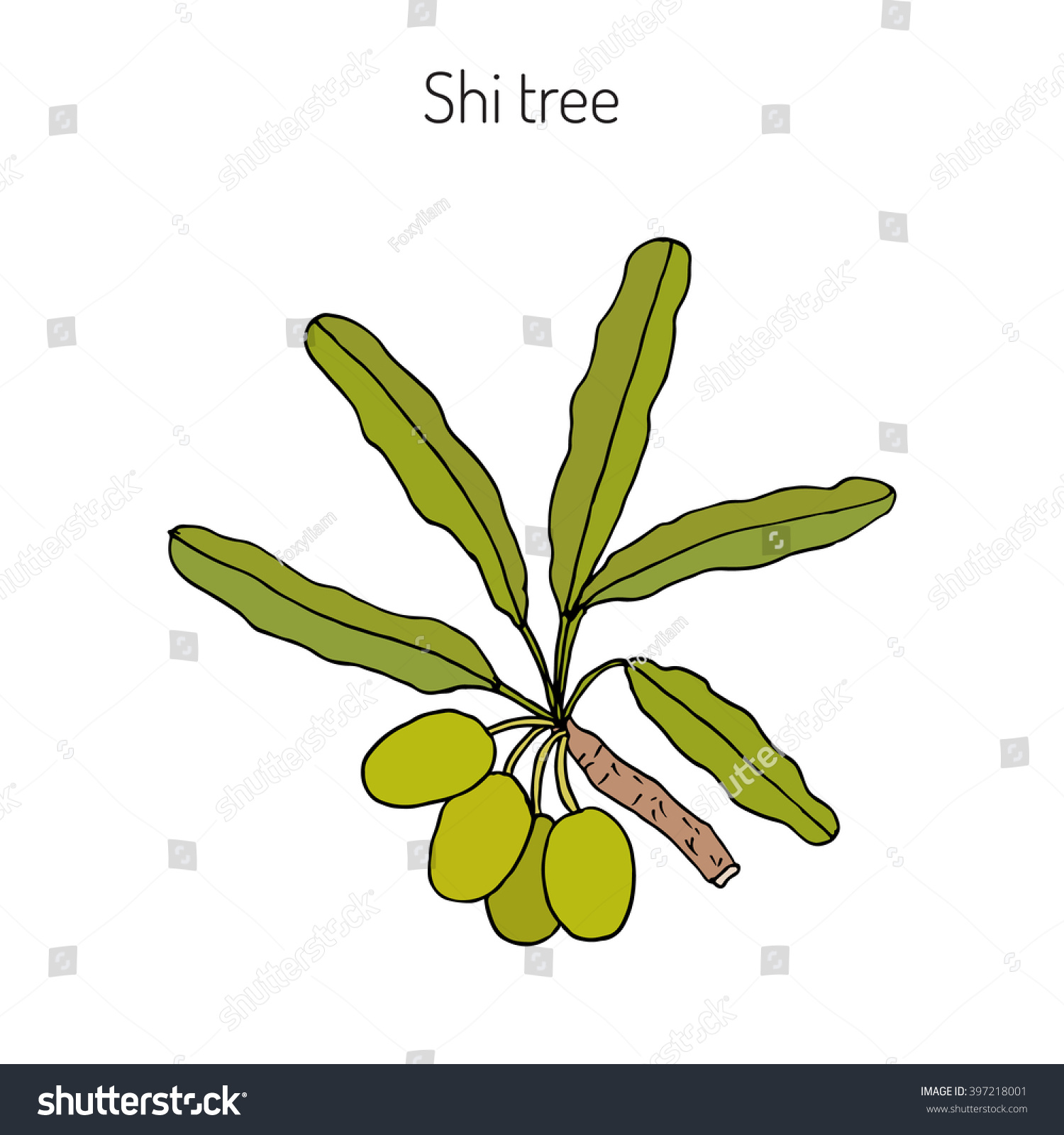 SVG of Shea tree, shi tree, or vitellaria paradoxa. Hand drawn botanical vector illustration svg