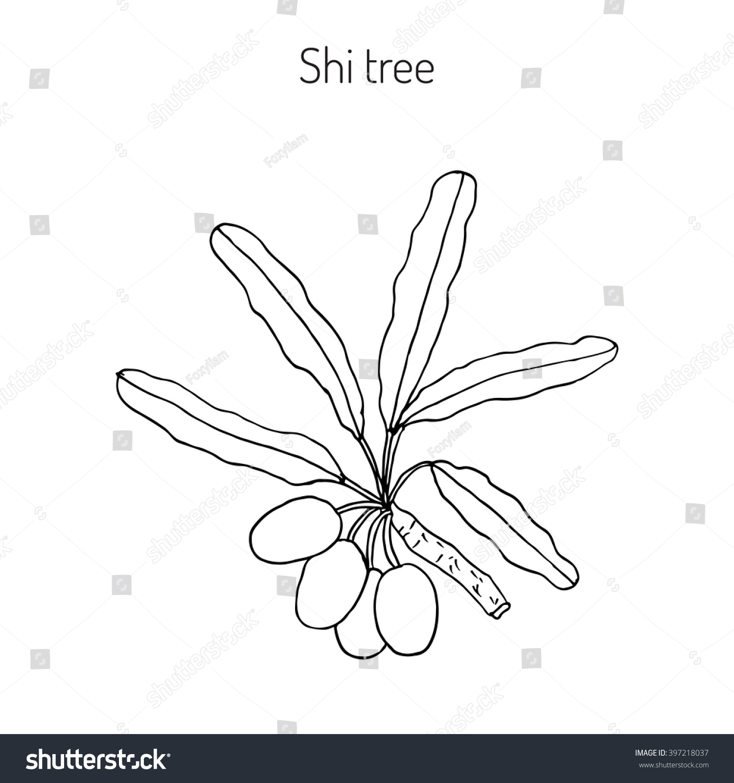 SVG of Shea tree, shi tree, or vitellaria paradoxa. Hand drawn botanical vector illustration svg