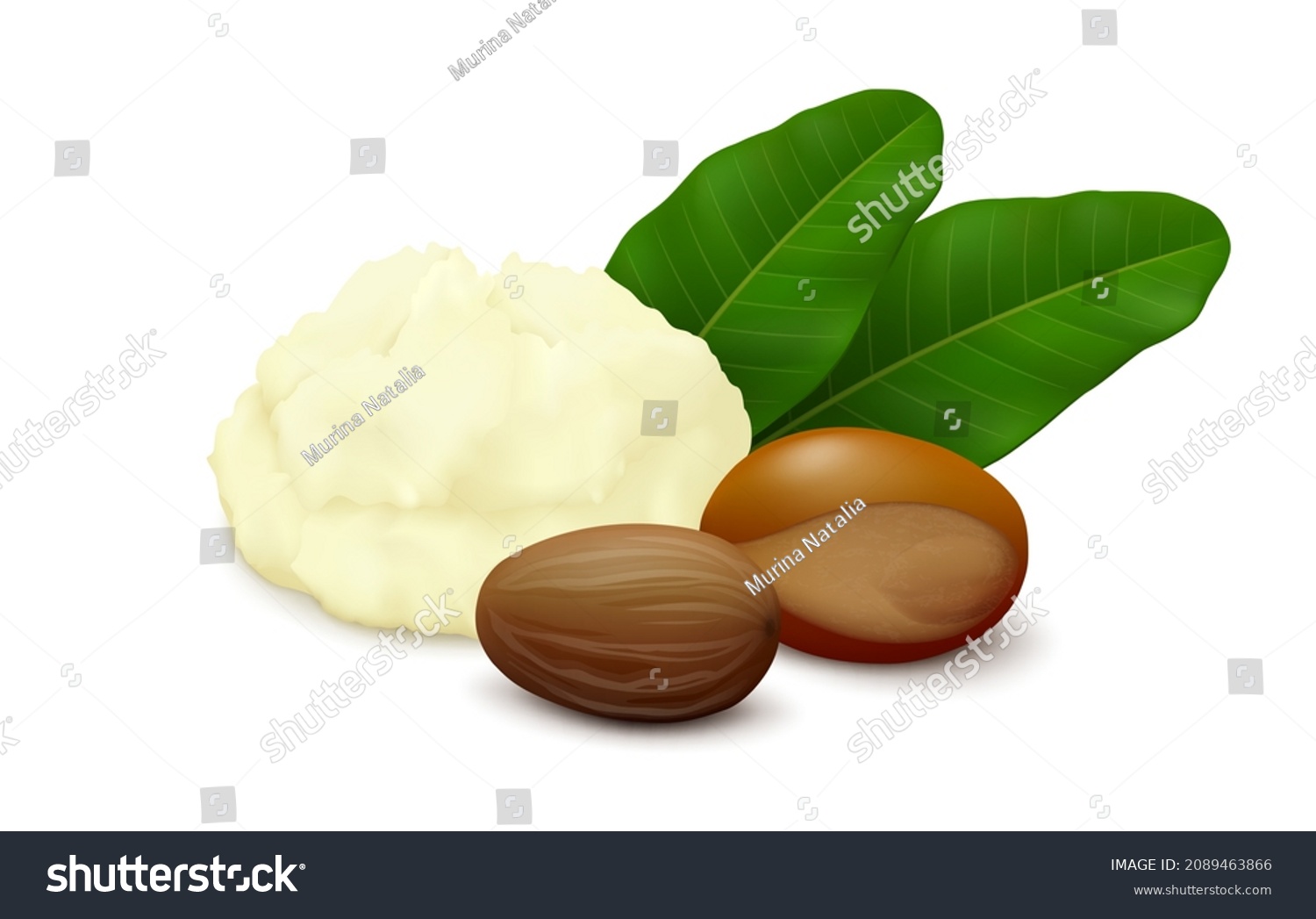 SVG of Shea (Vitellaria paradoxa) butter, two nuts (shelled, unshelled) and leaves isolated on white background. Side view. Realistic vector illustration. svg