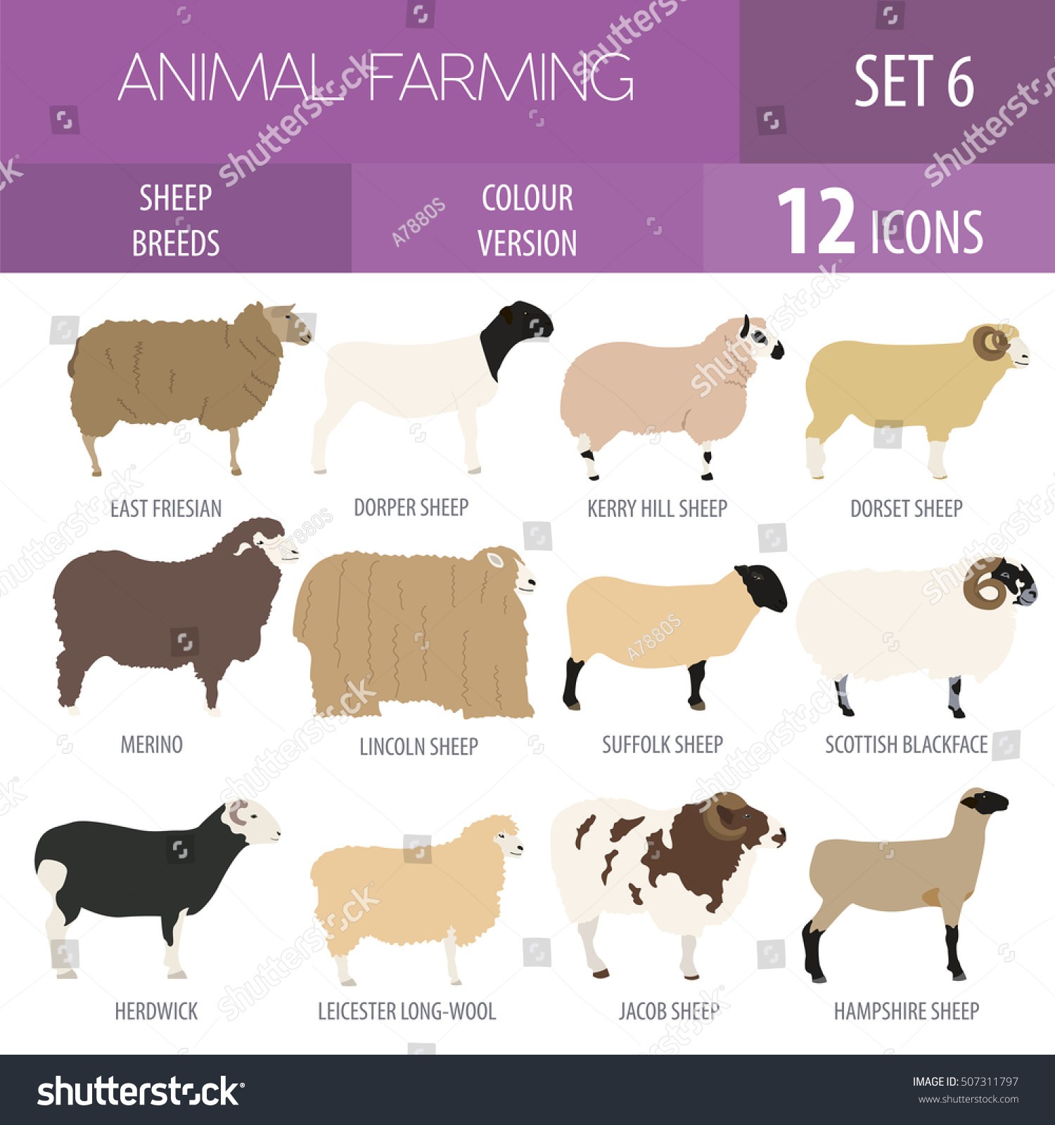 SVG of Sheep breed icon set. Farm animal. Flat design. Vector illustration svg