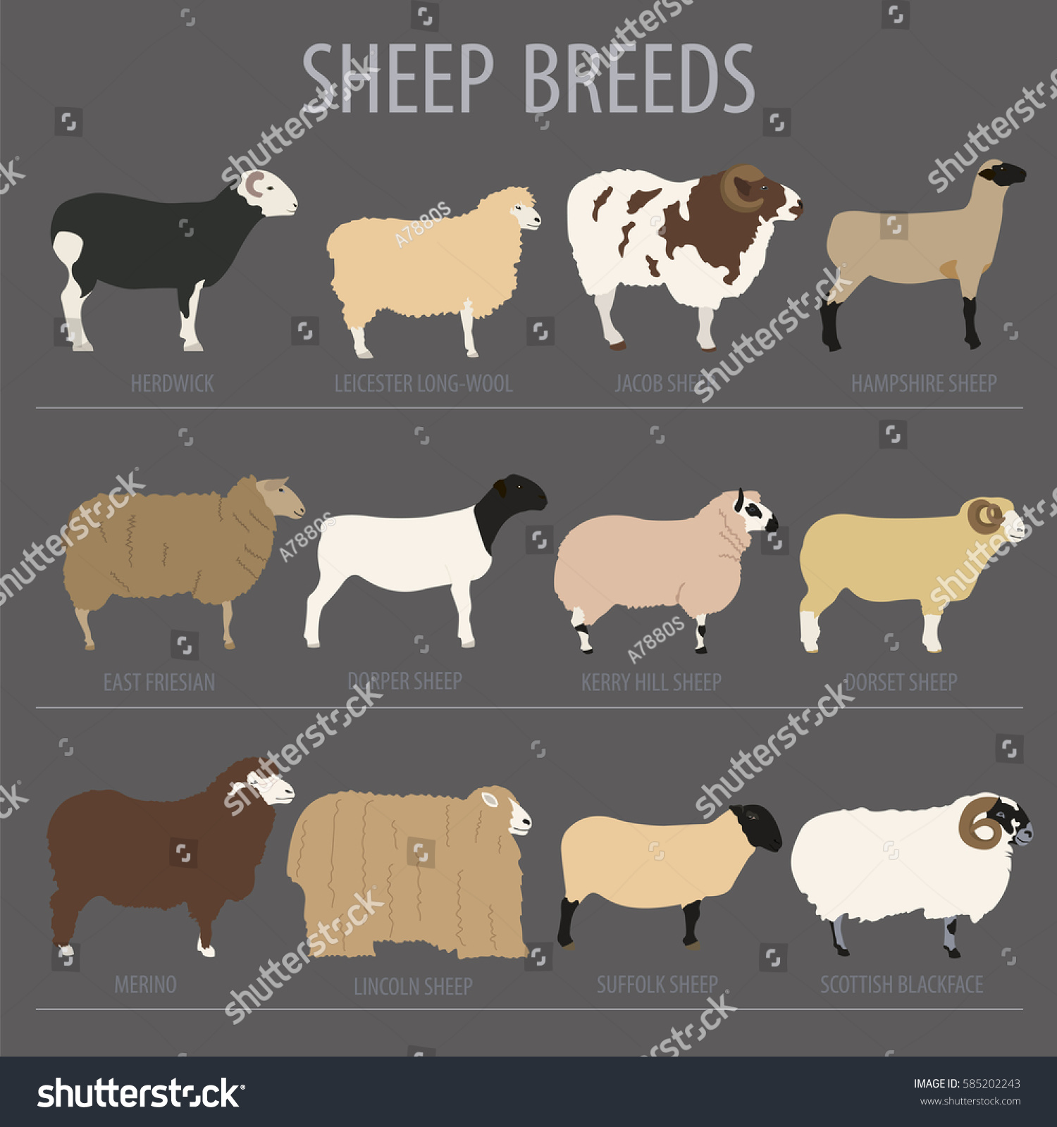 SVG of Sheep breed icon set. Farm animal. Flat design. Vector illustration svg