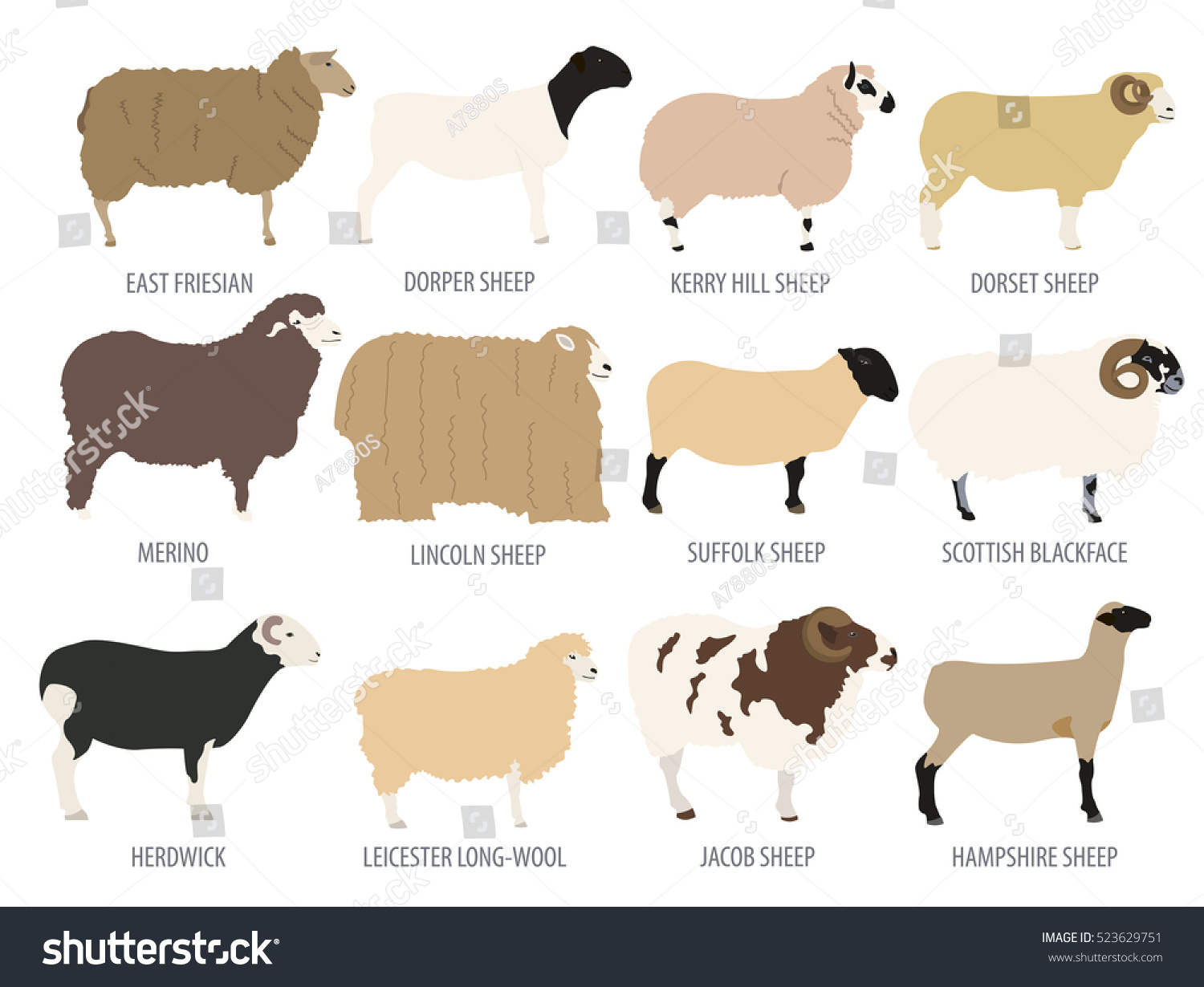 SVG of Sheep breed isolated icon set. Farm animal. Flat design. Vector illustration svg