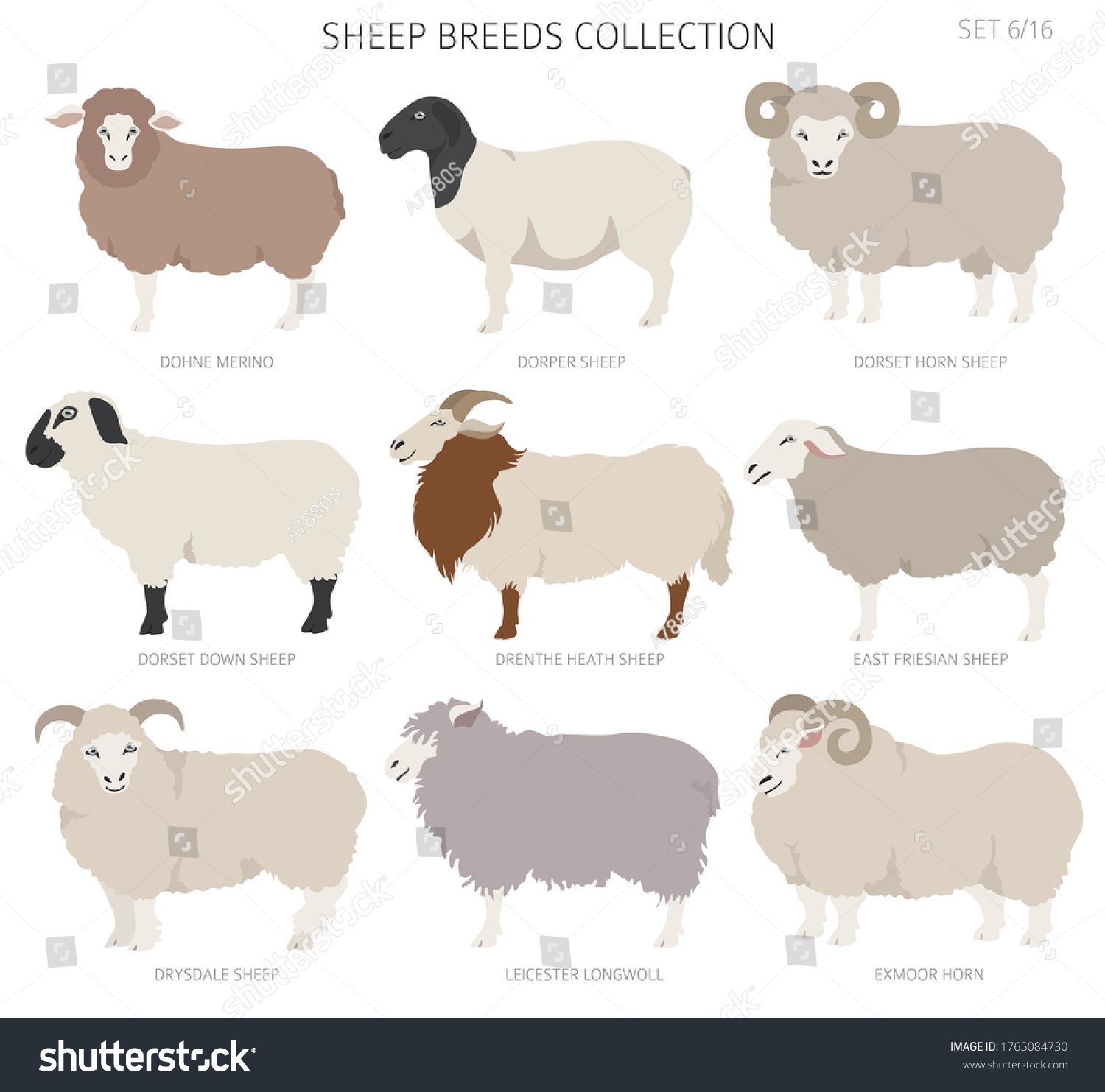 SVG of Sheep breeds collection 6. Farm animals set. Flat design. Vector illustration svg