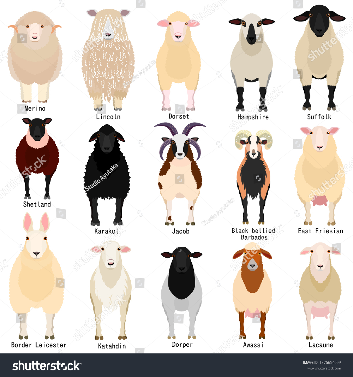 SVG of sheep chart with breeds name  svg