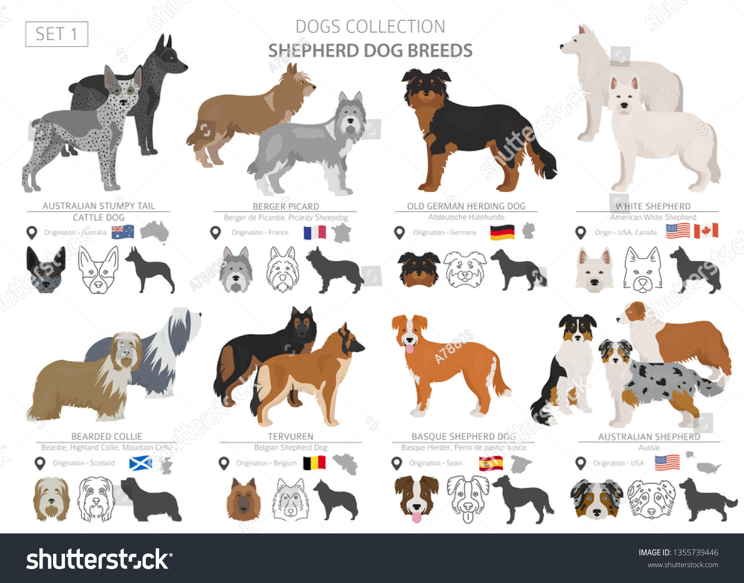 SVG of Shepherd and herding dogs collection isolated on white. Flat style. Different color and country of origin. Vector illustration svg