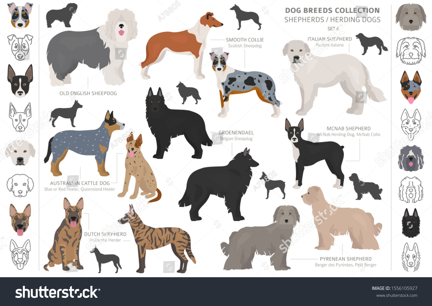 SVG of Shepherd and herding dogs collection isolated on white. Flat style. Different color and country of origin. Vector illustration svg