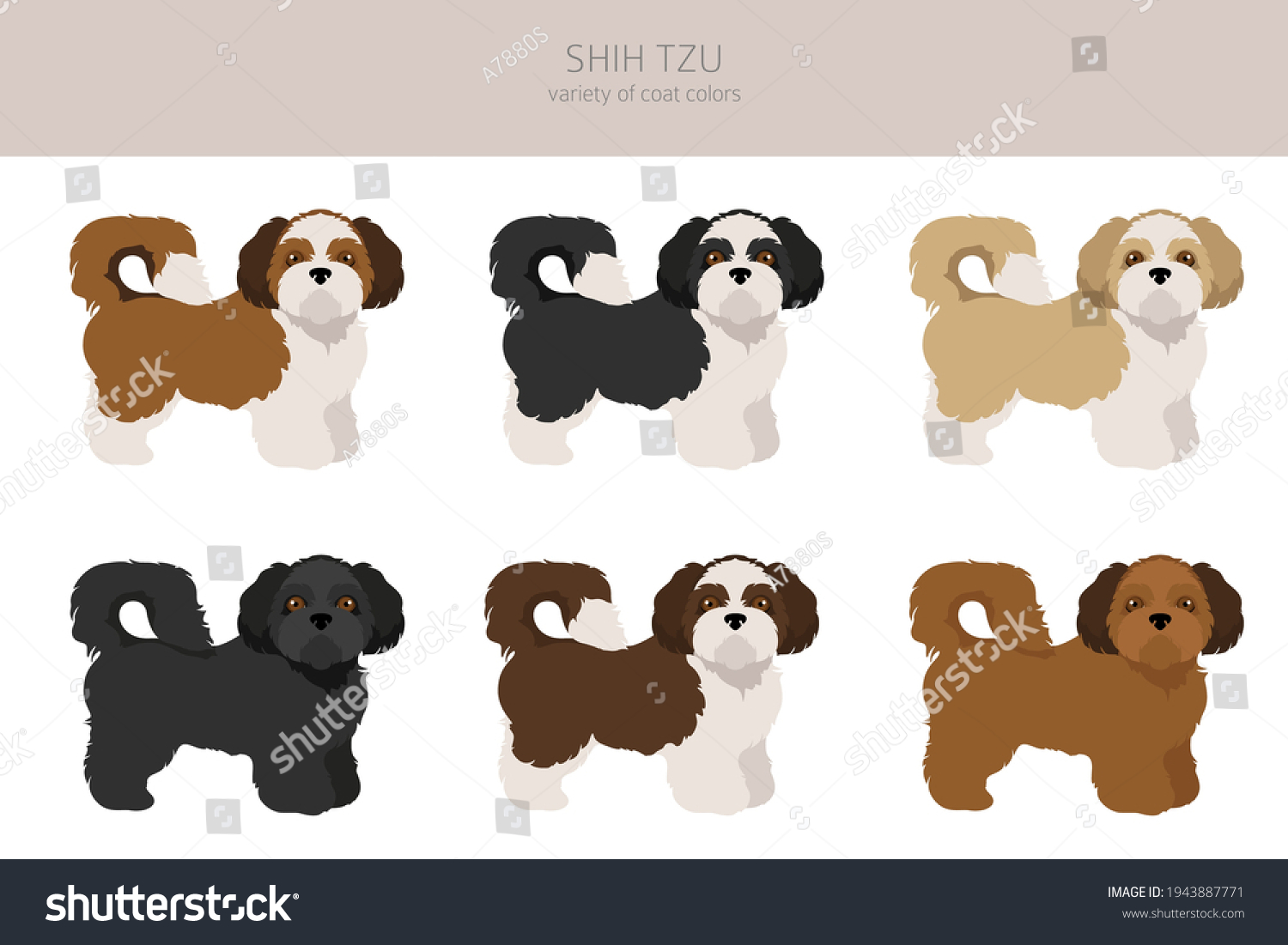 SVG of Shih Tzu poses, coat colors set.  Vector illustration svg