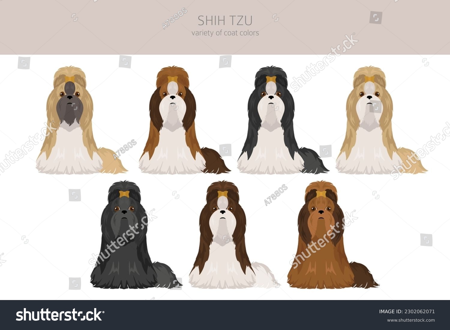 SVG of Shih Tzu poses, coat colors set.  Vector illustration svg