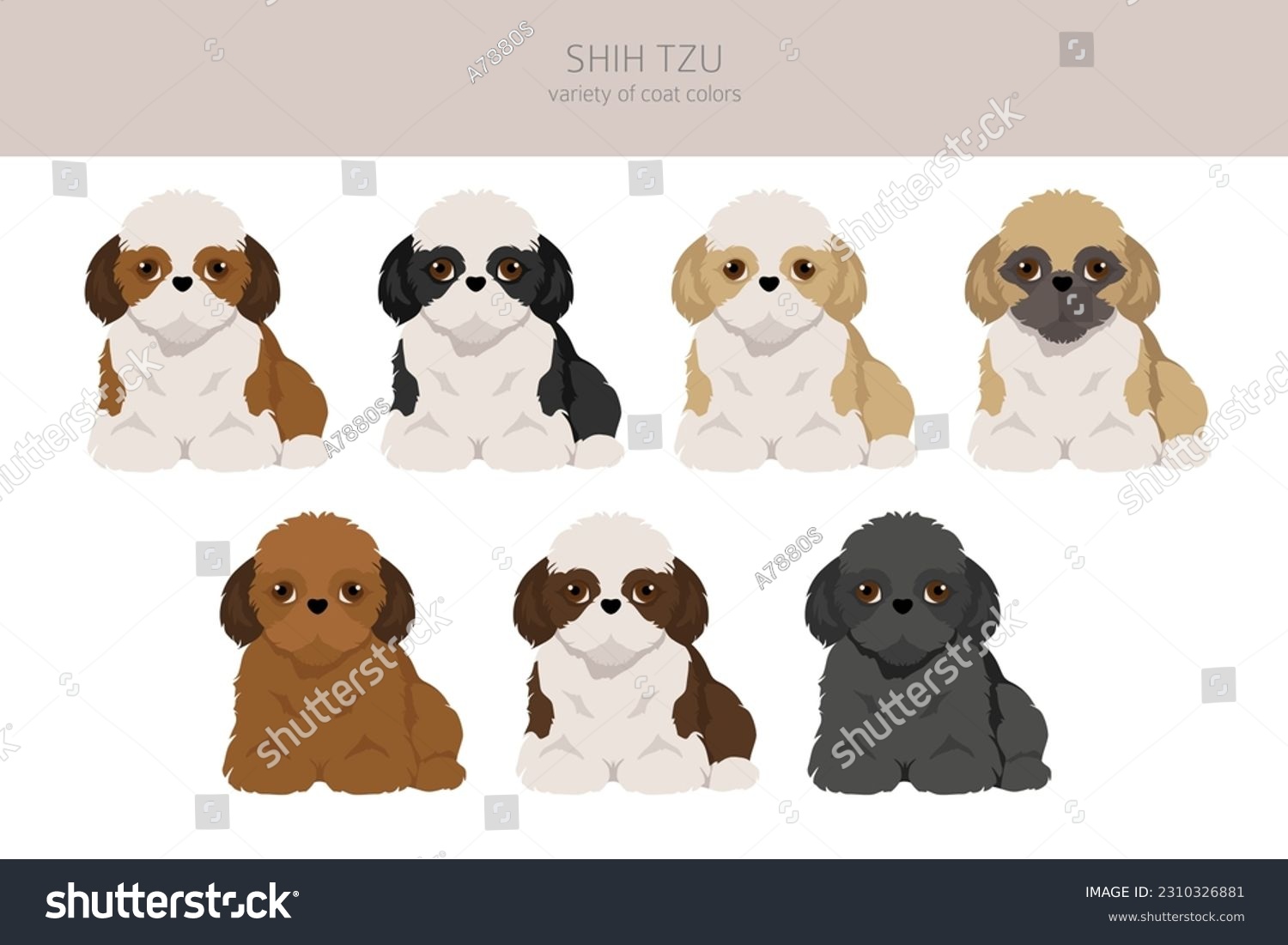 SVG of Shih Tzu puppy, coat colors set.  Vector illustration svg